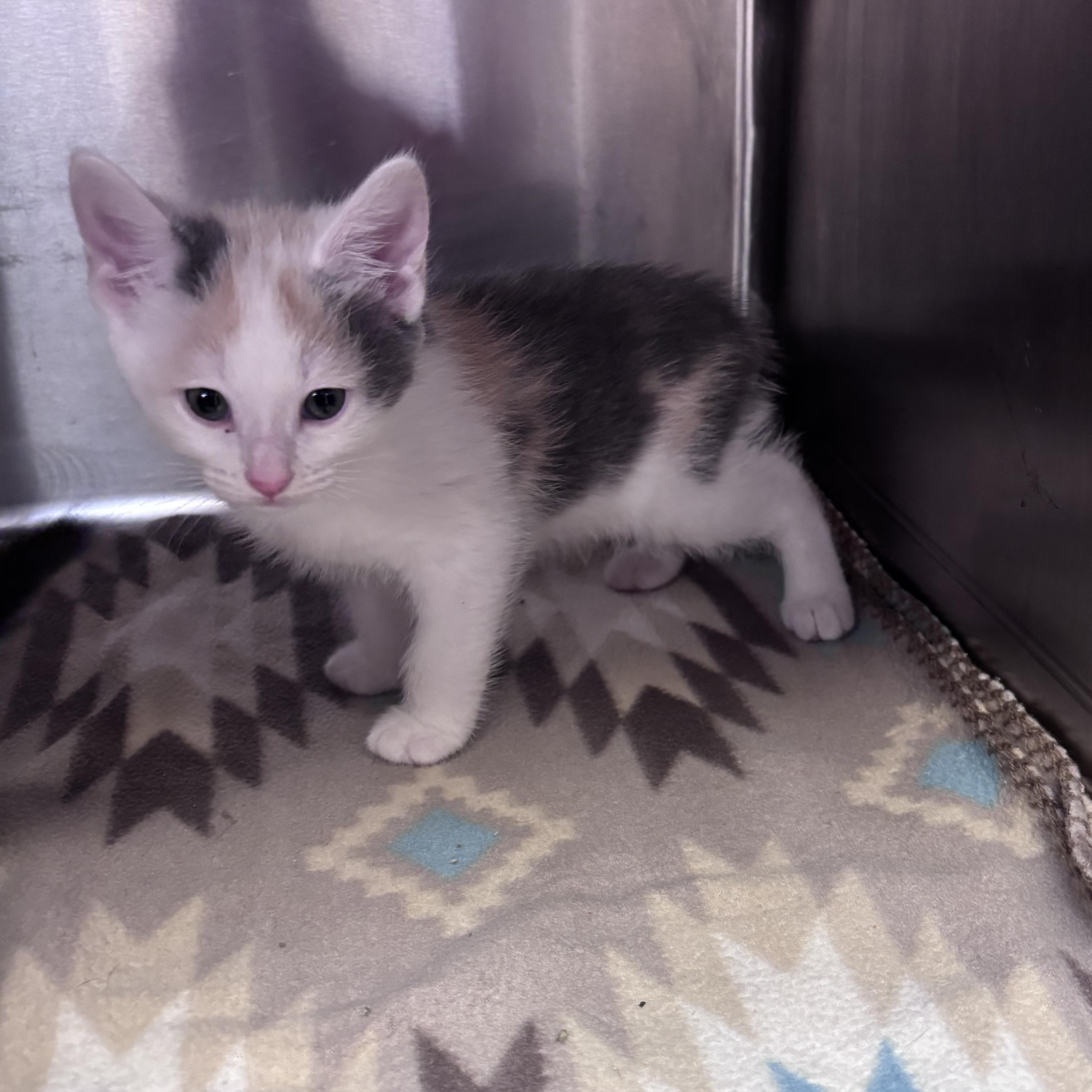 Jumbo Shells (Noodle Litter), a ADOPTABLE Domestic Short Hair in Acworth, GA image 1/3