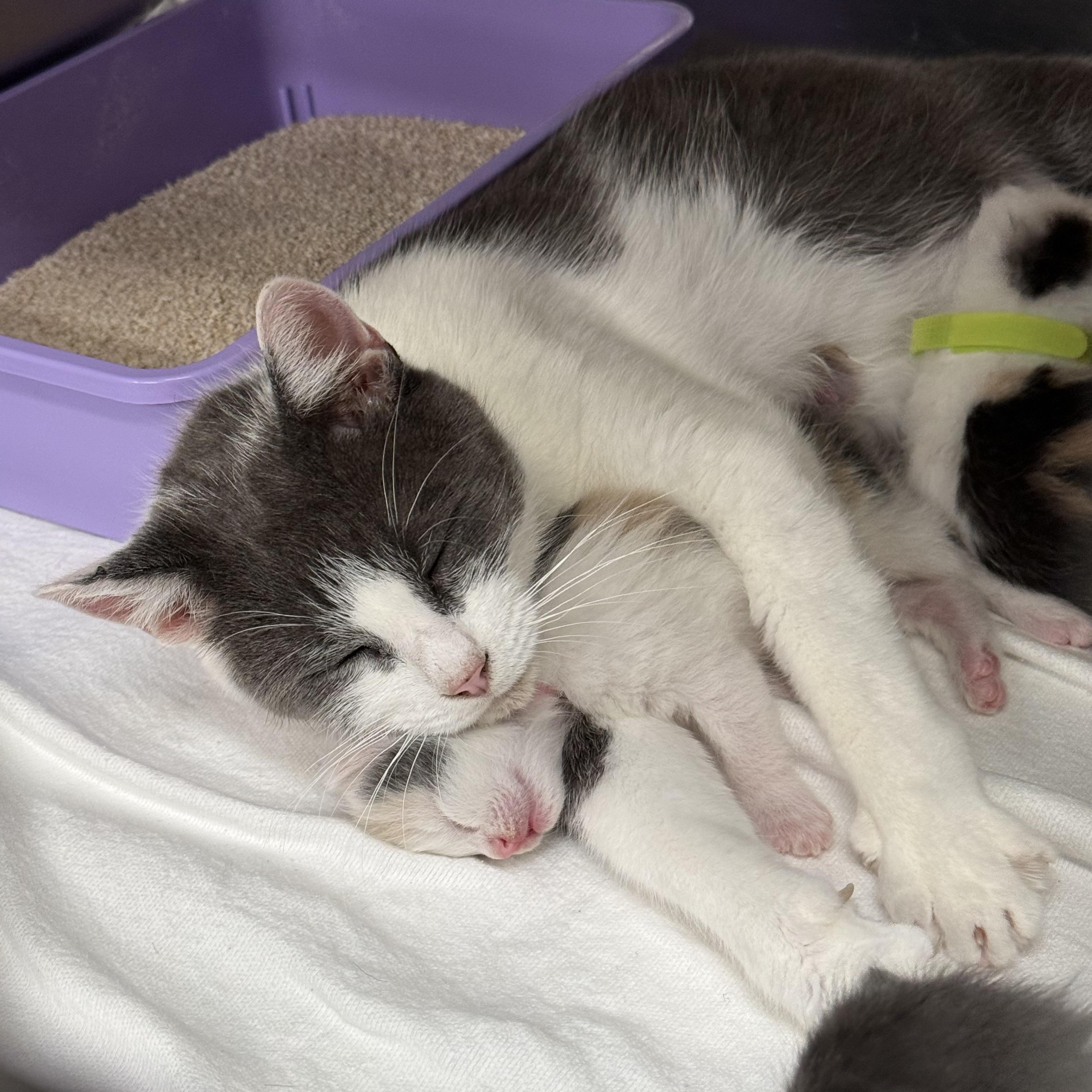 Jumbo Shells (Noodle Litter), a ADOPTABLE Domestic Short Hair in Acworth, GA image 2/3
