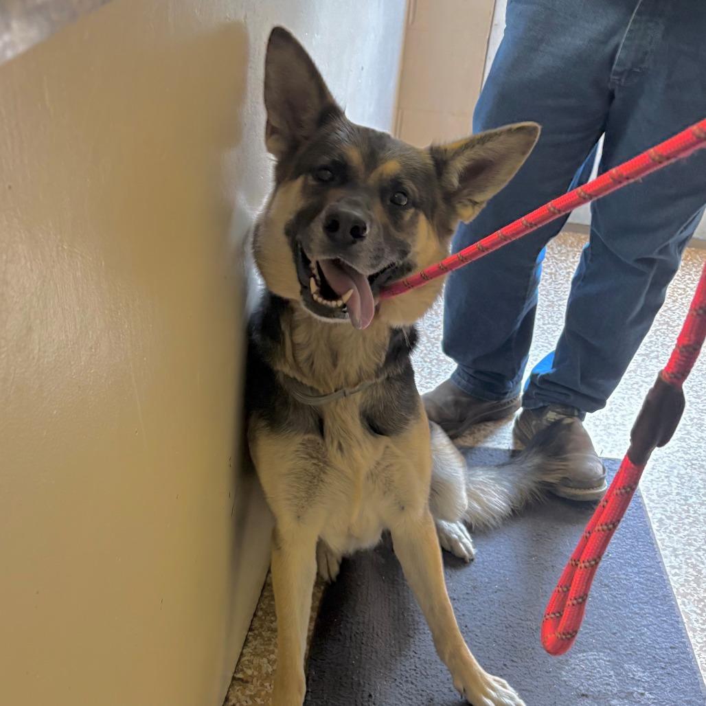 Enlarge Lou Lou, a Adoptable German Shepherd Dog in Chehalis, WA image 1/2