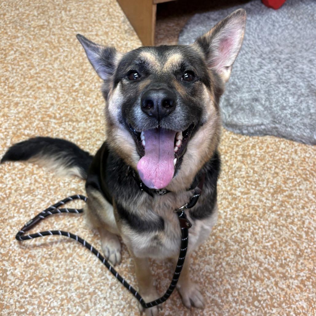 Enlarge Lou Lou, a Adoptable German Shepherd Dog in Chehalis, WA image 2/2