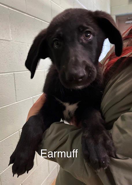 Earmuff, Adoptable, Puppy Male Poodle & Retriever.