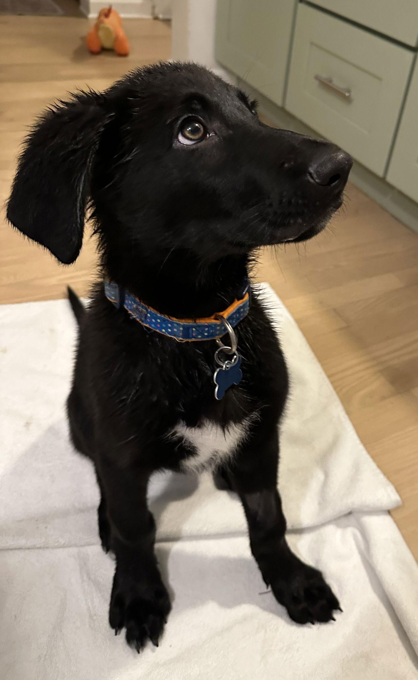Enlarge Earmuff, a Adoptable mixed breed in Hillside, IL image 2/3