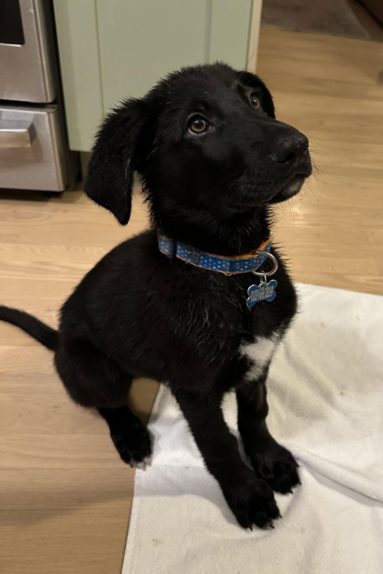 Enlarge Earmuff, a Adoptable mixed breed in Hillside, IL image 3/3