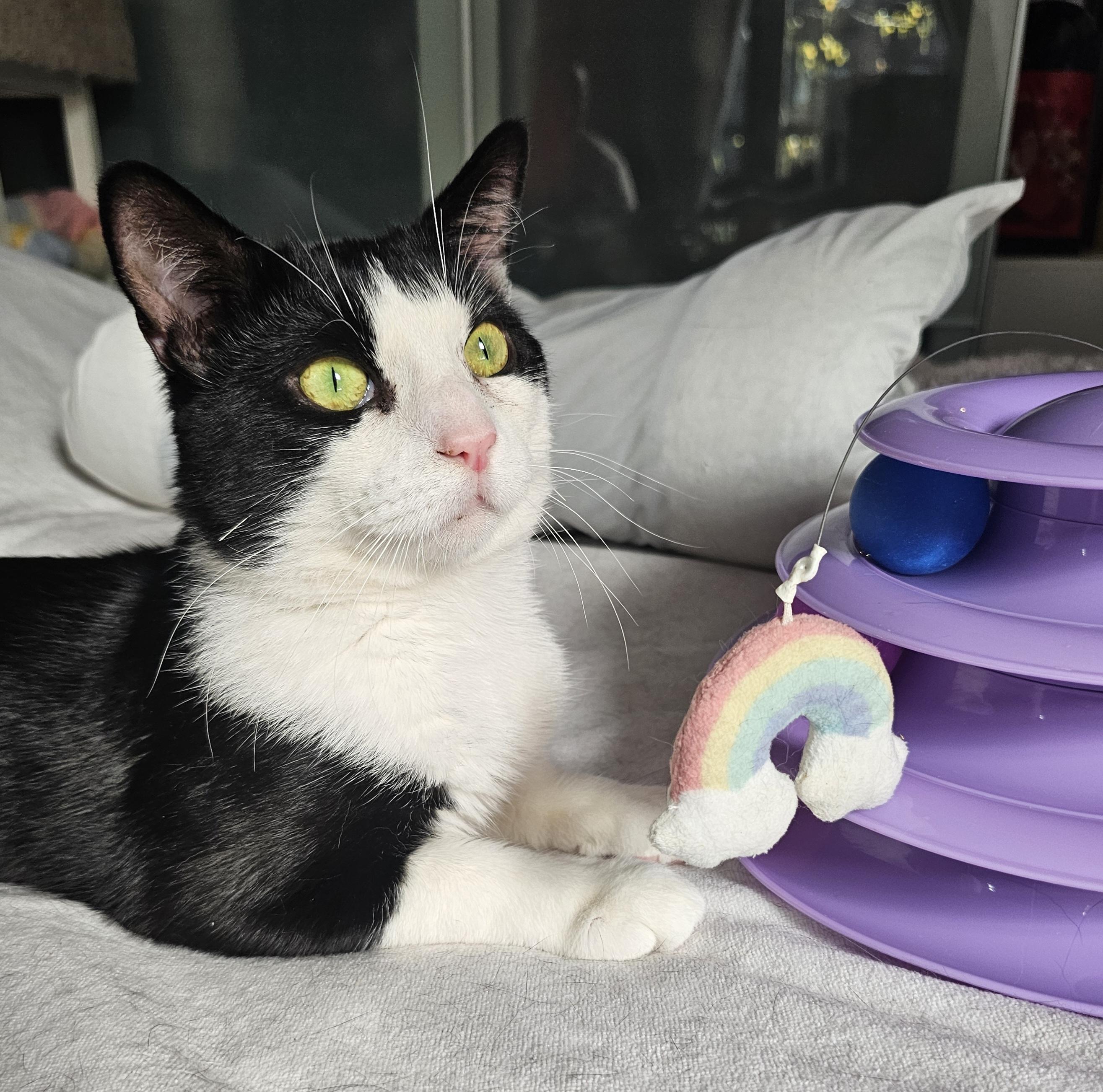 Oreo, adopted, Young Male Domestic Short Hair.