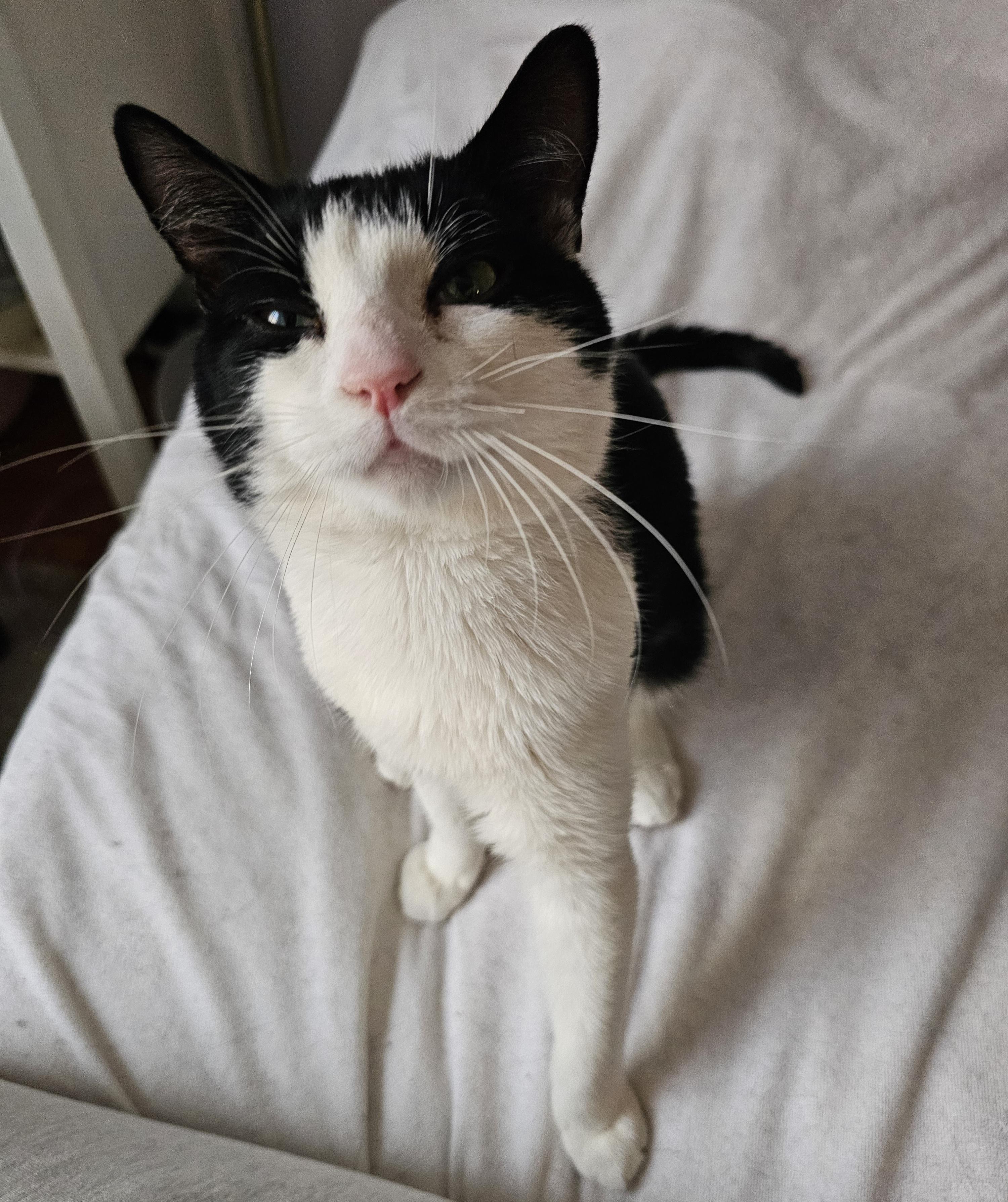 Enlarge Oreo, a ADOPTABLE Domestic Short Hair in Ridgefield, CT image 5/5