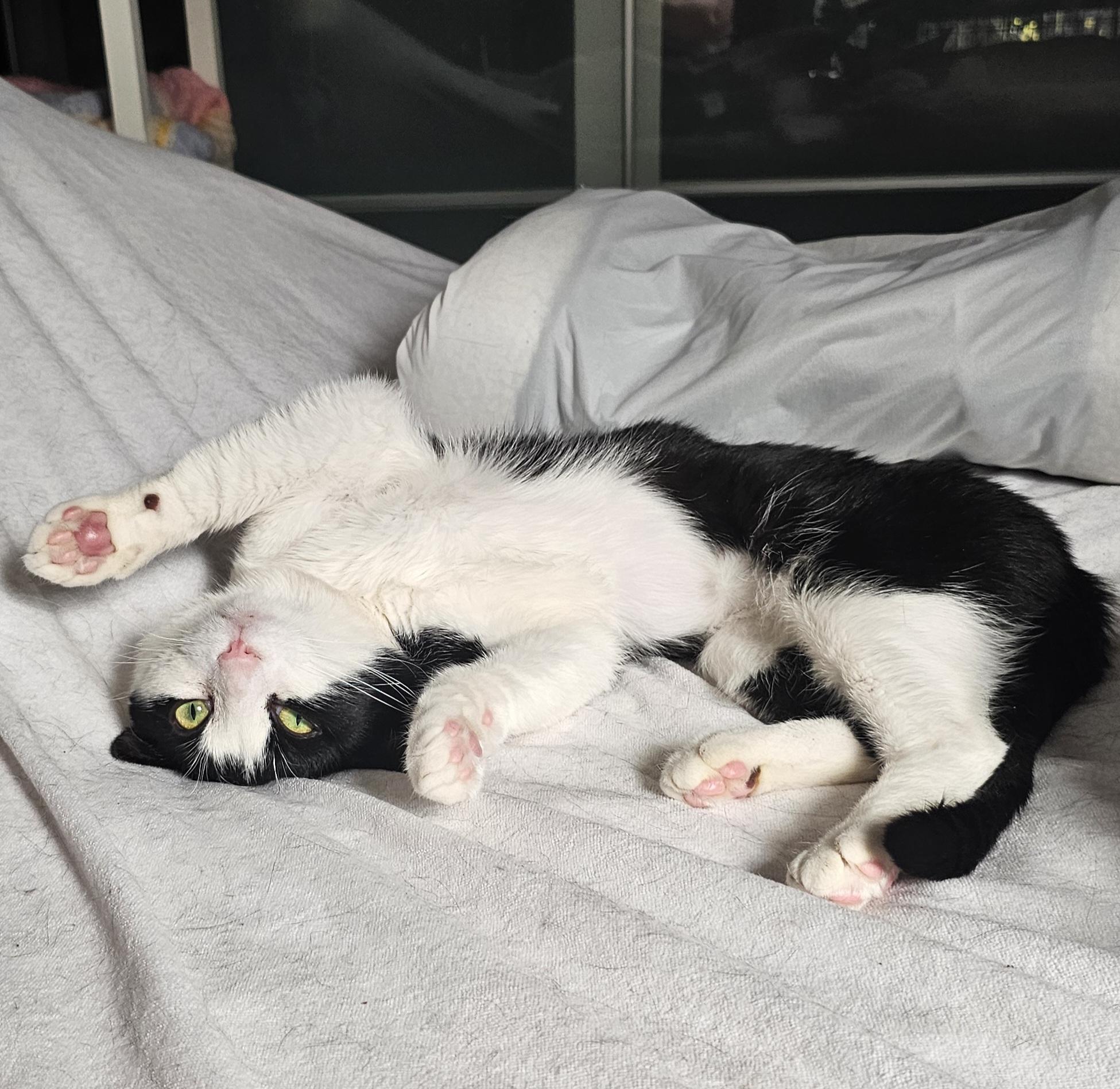 Enlarge Oreo, an adopted Domestic Short Hair in Ridgefield, CT image 3/6