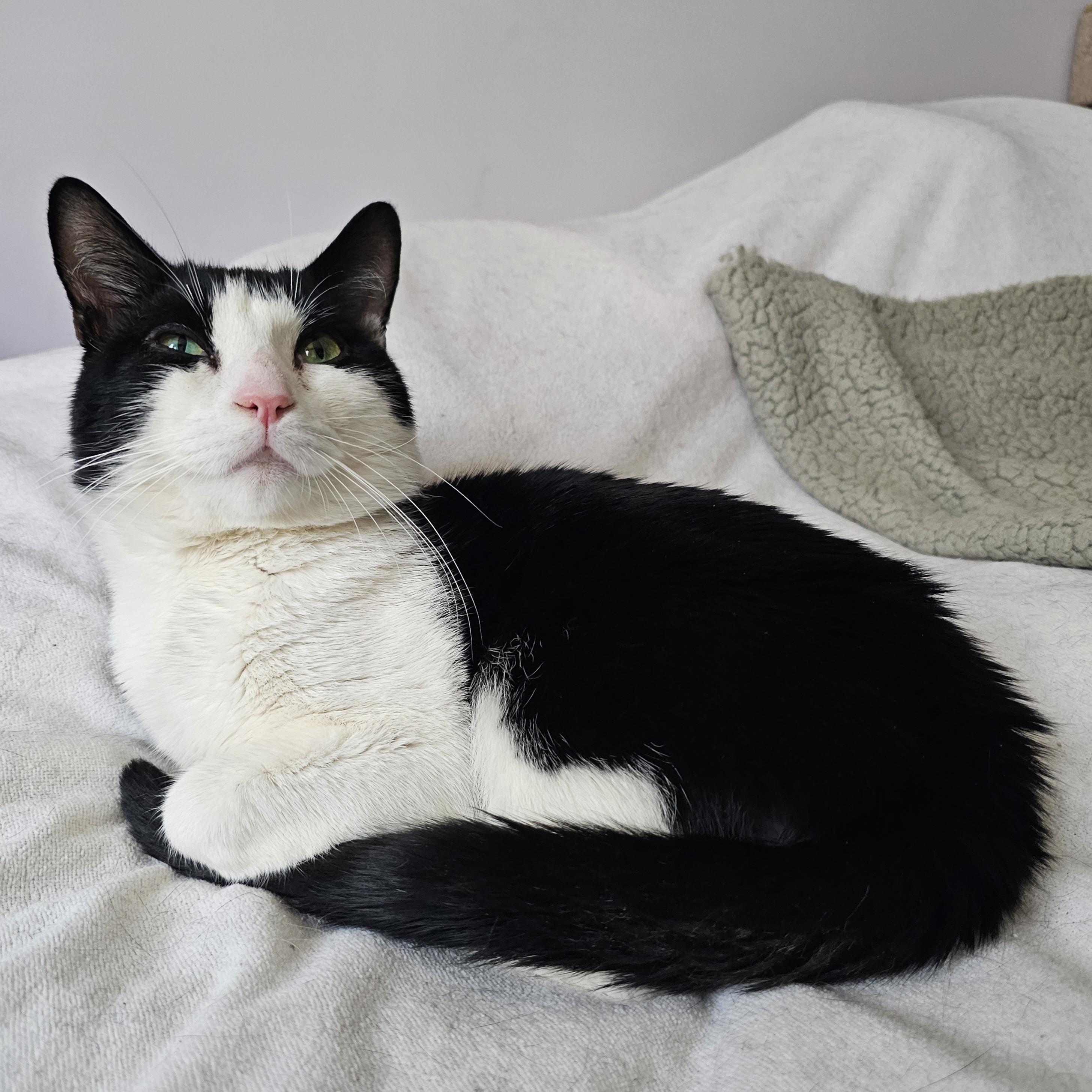 Oreo, ADOPTABLE, Young Male Domestic Short Hair.