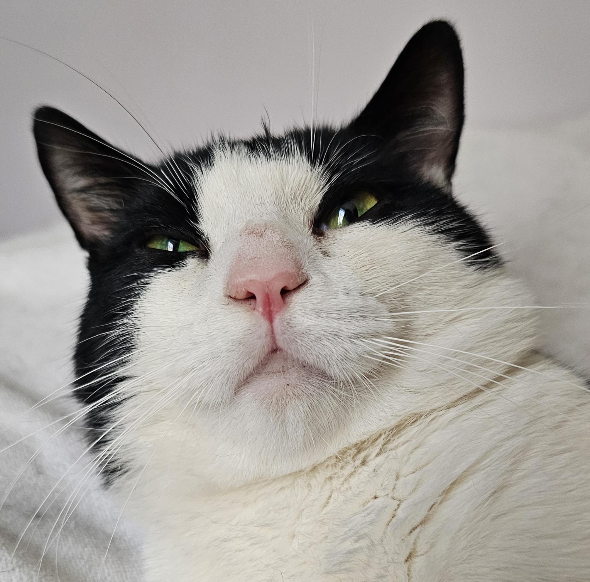 Enlarge Oreo, a ADOPTABLE Domestic Short Hair in Ridgefield, CT image 2/5