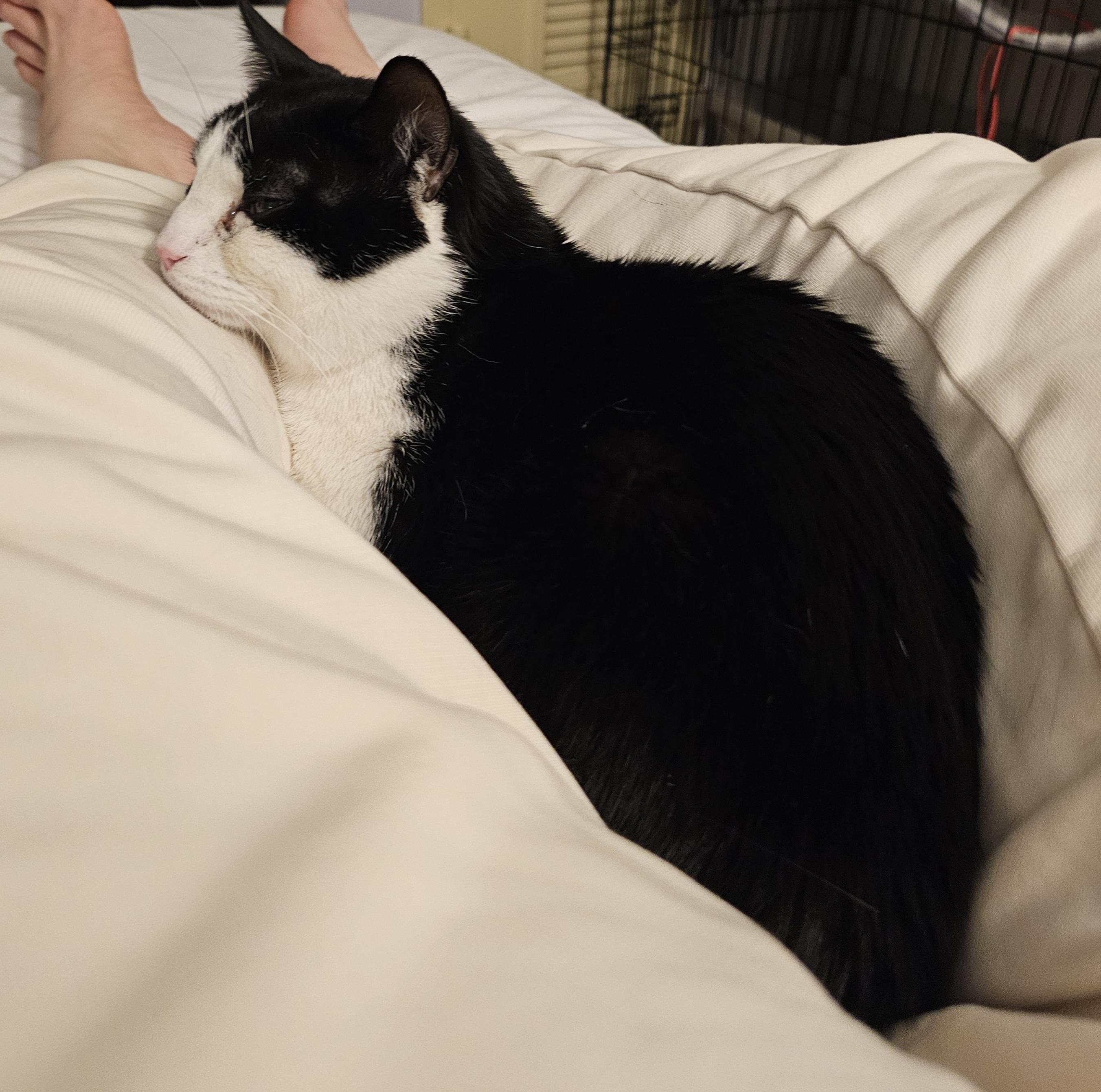 Enlarge Oreo, a ADOPTABLE Domestic Short Hair in Ridgefield, CT image 2/6