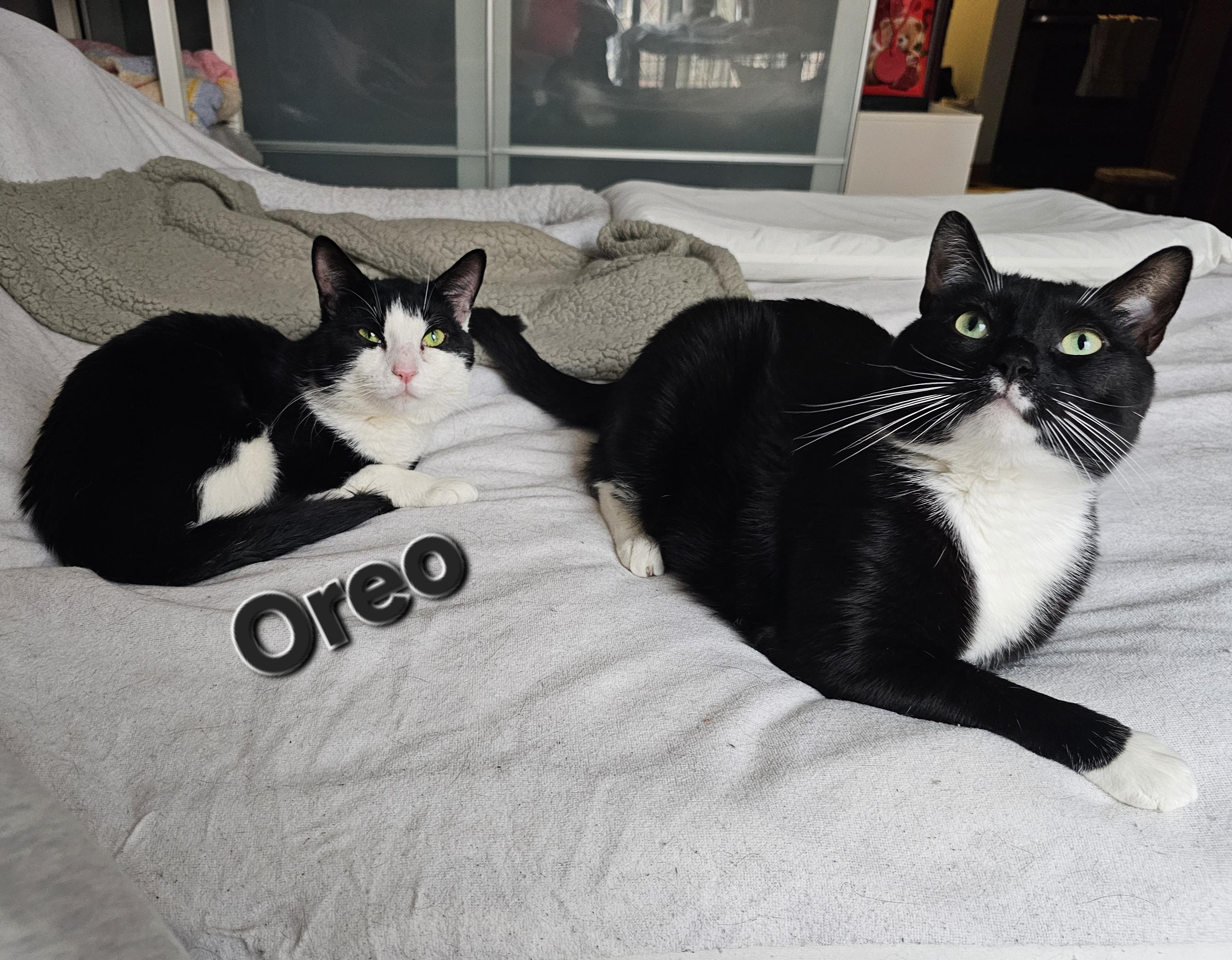 Oreo, ADOPTABLE, Young Male Domestic Short Hair.