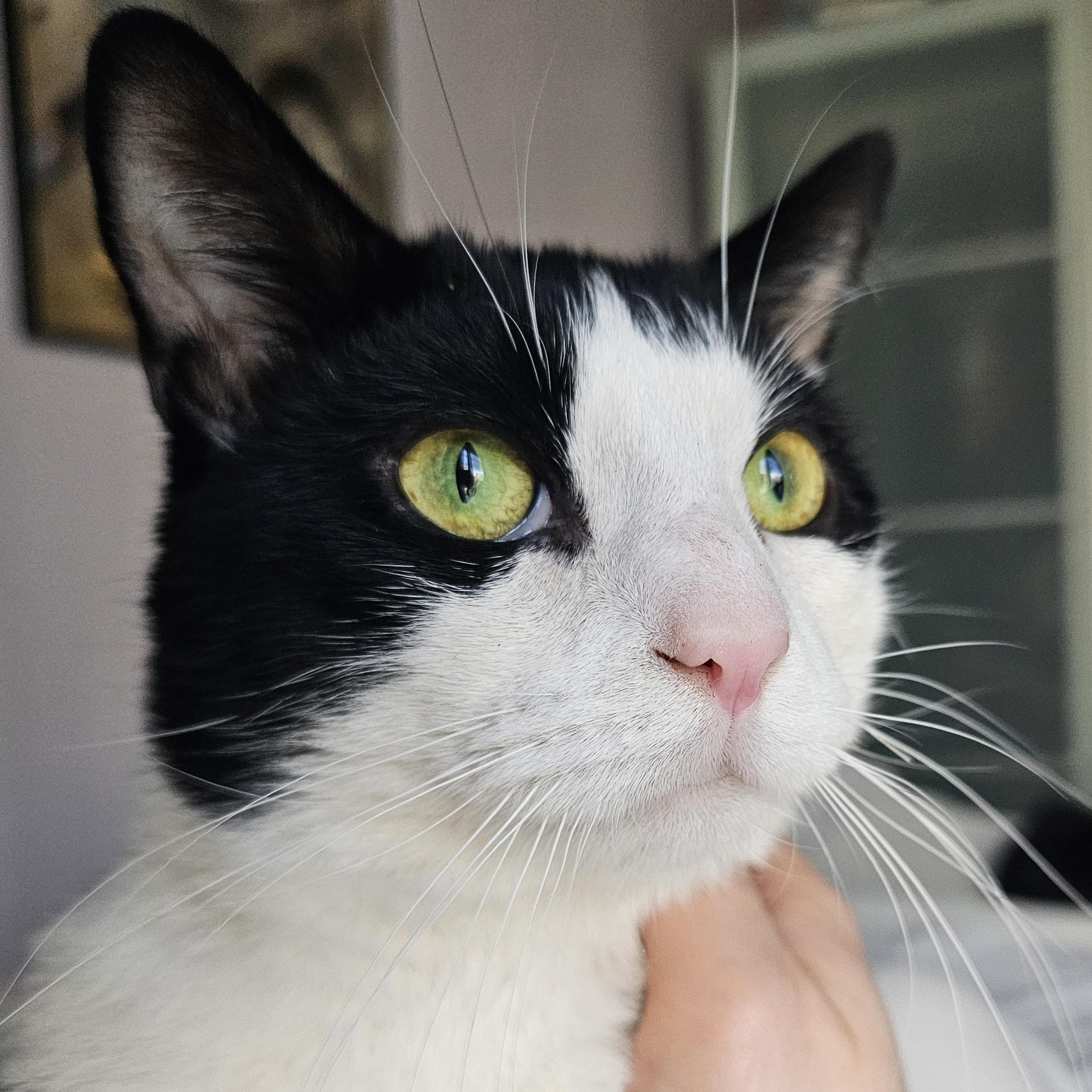Enlarge Oreo, a ADOPTABLE Domestic Short Hair in Ridgefield, CT image 3/6