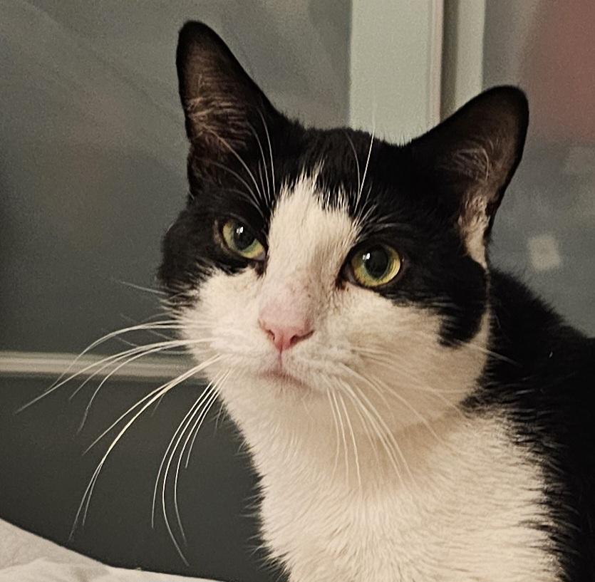 Enlarge Oreo, a ADOPTABLE Domestic Short Hair in Ridgefield, CT image 5/6