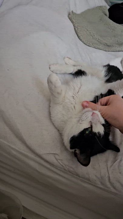 Enlarge Oreo, a ADOPTABLE Domestic Short Hair in Ridgefield, CT video 4/5