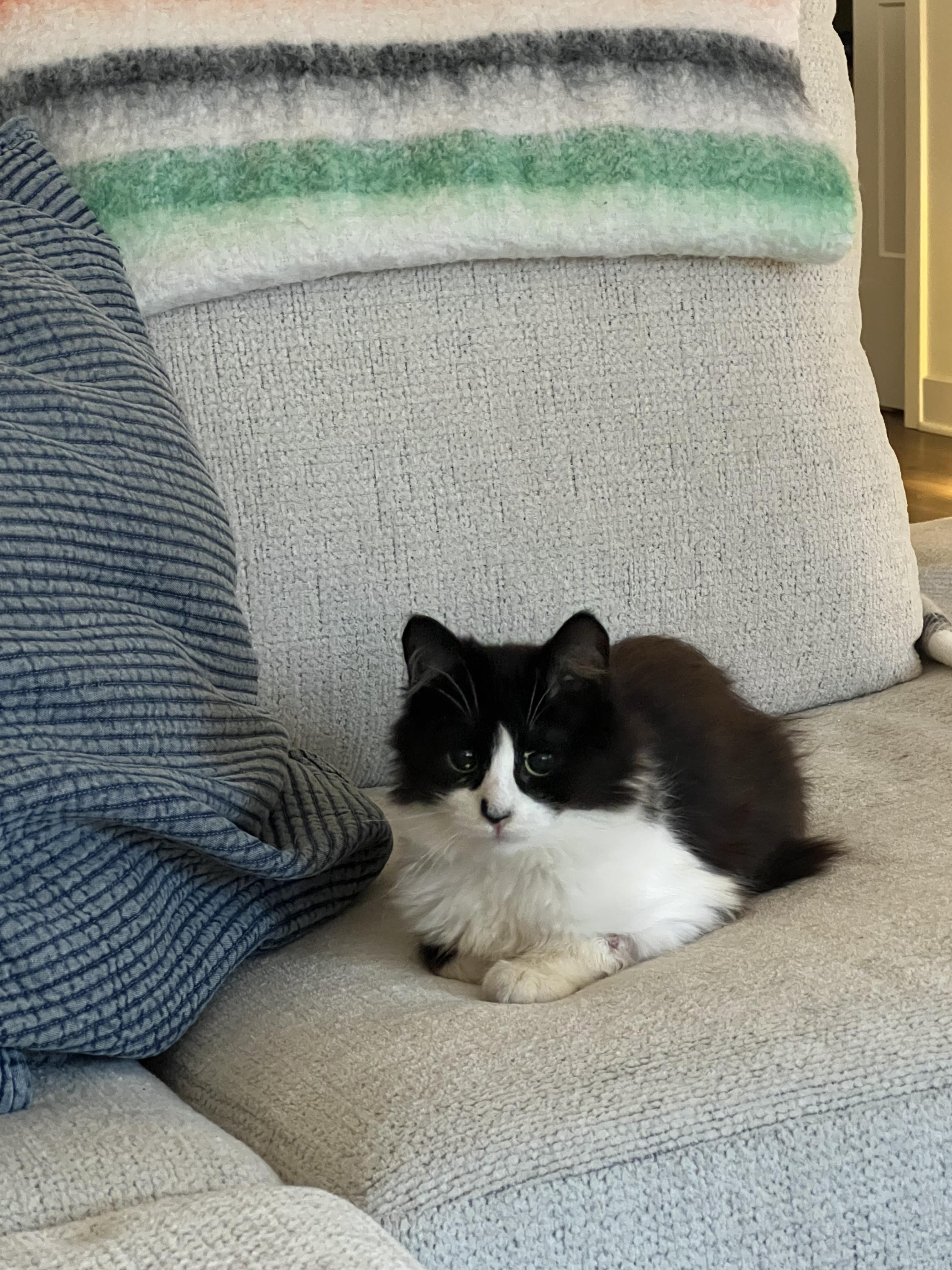 Enlarge Baby Jane Doe, an adoption pending Domestic Long Hair in Farmington, MN image 2/3