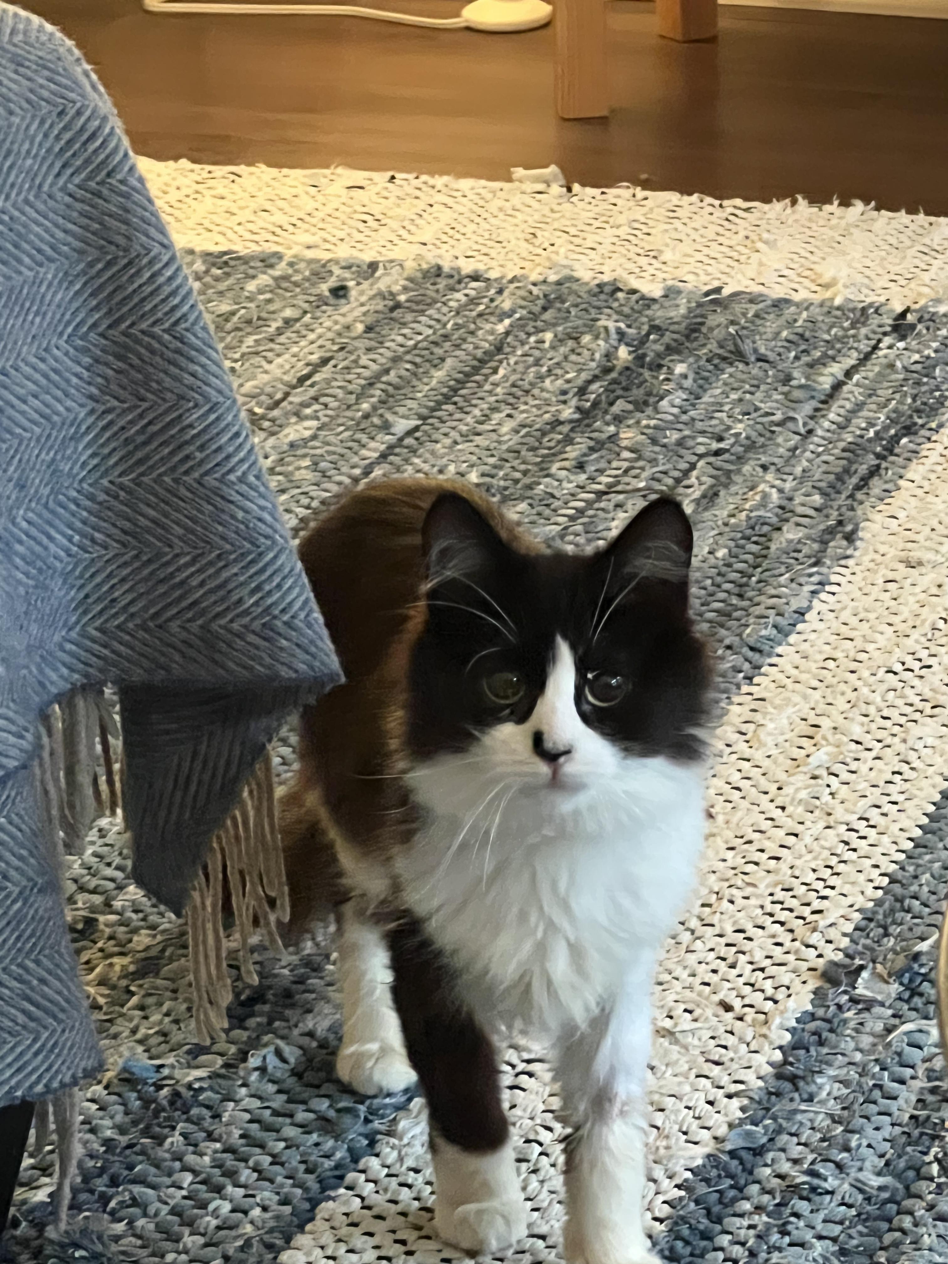 Enlarge Baby Jane Doe, an adoption pending Domestic Long Hair in Farmington, MN image 3/3