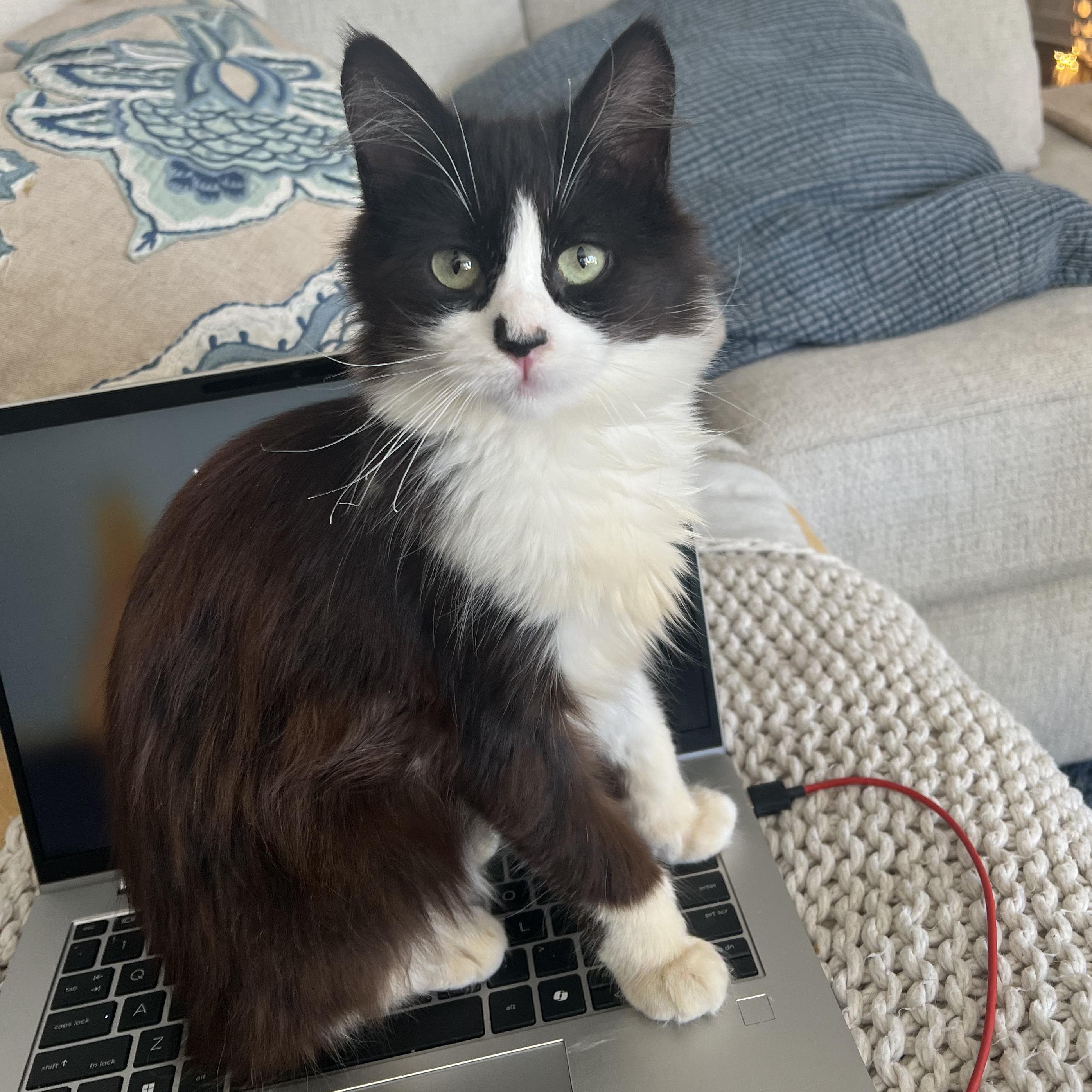 Enlarge Baby Jane Doe, an adoption pending Domestic Long Hair in Farmington, MN image 1/3