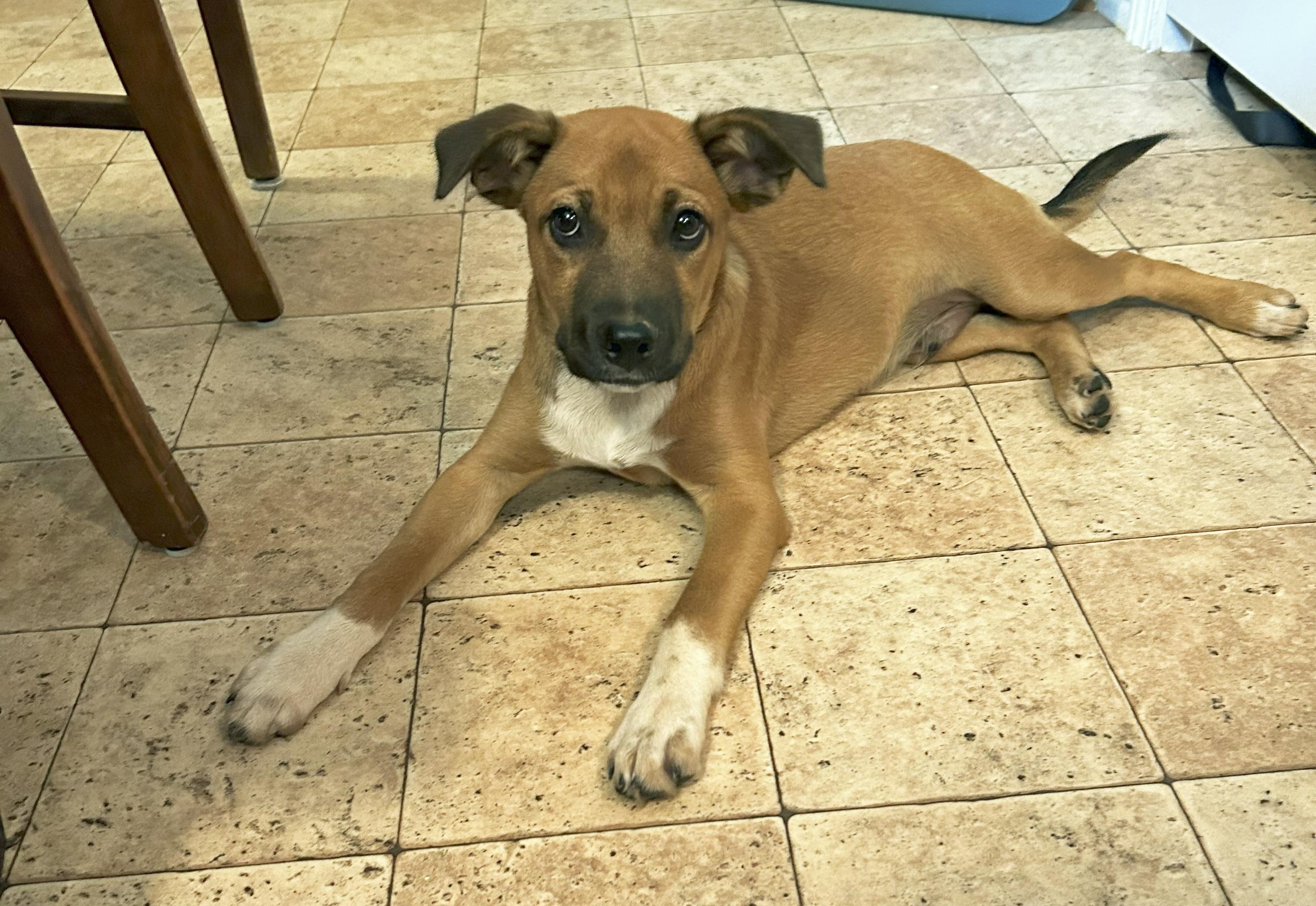 Charleston (AKA Charlie)