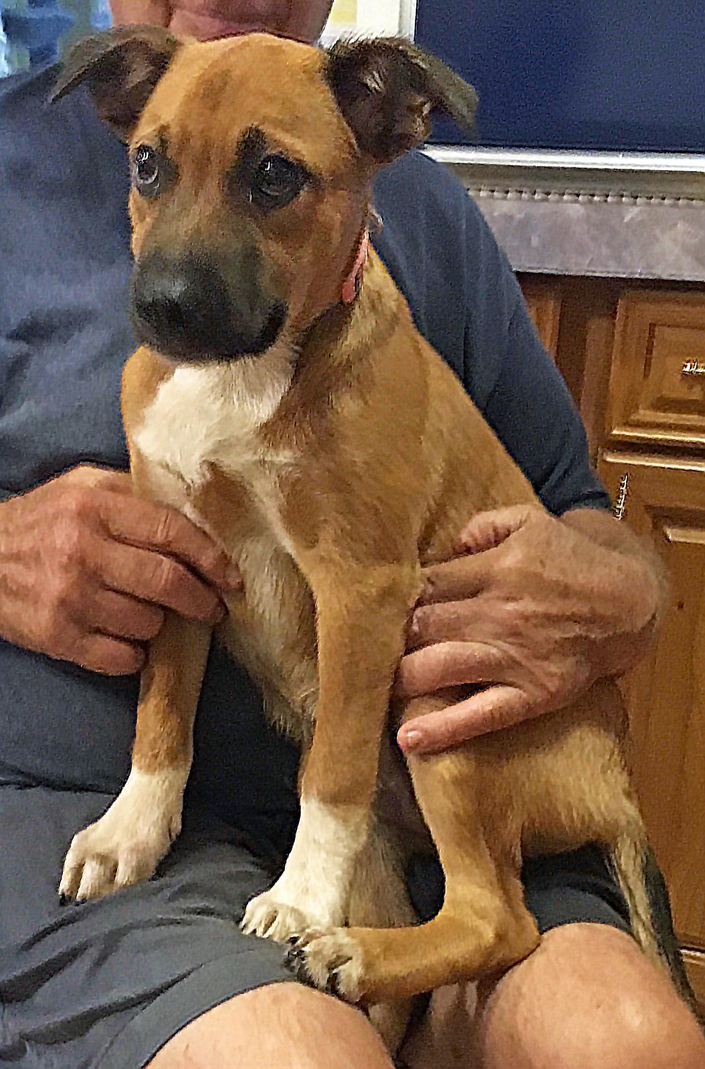 Charleston (AKA Charlie)