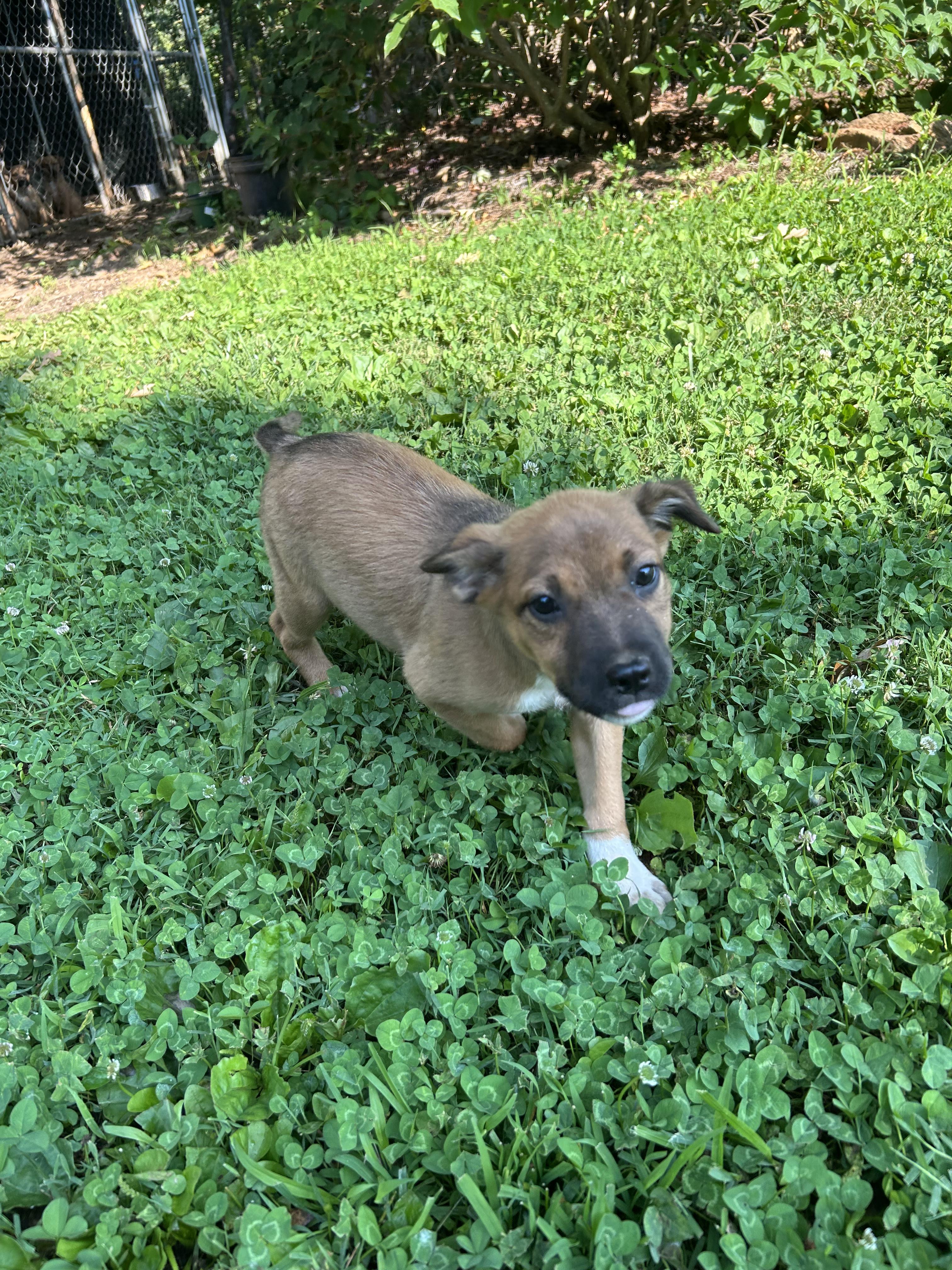 Charleston (AKA Charlie)