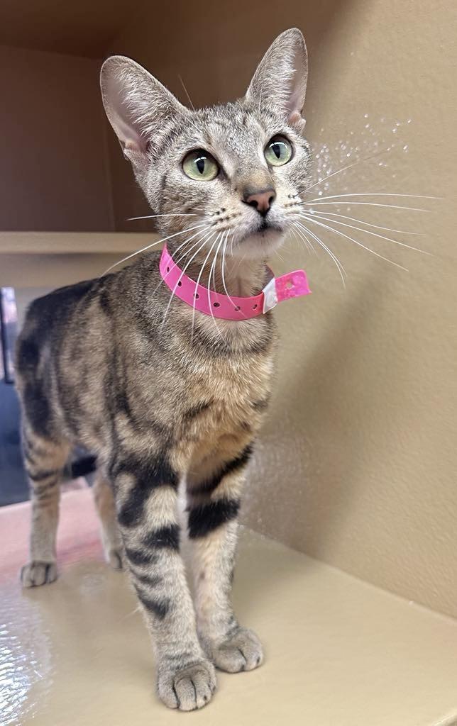 Trinity, Young Female Domestic Short Hair