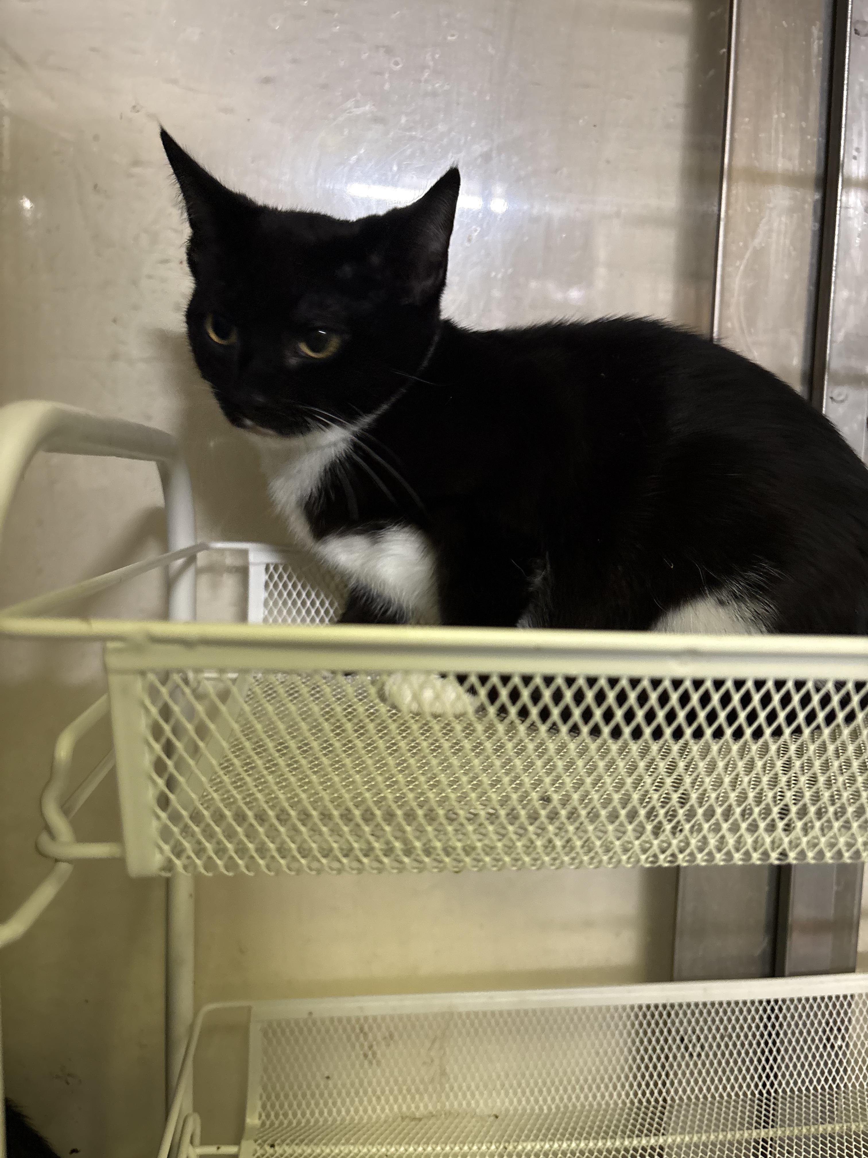 Enlarge Raquel Welch, a Adoptable Tuxedo in Galloway, NJ image 3/3
