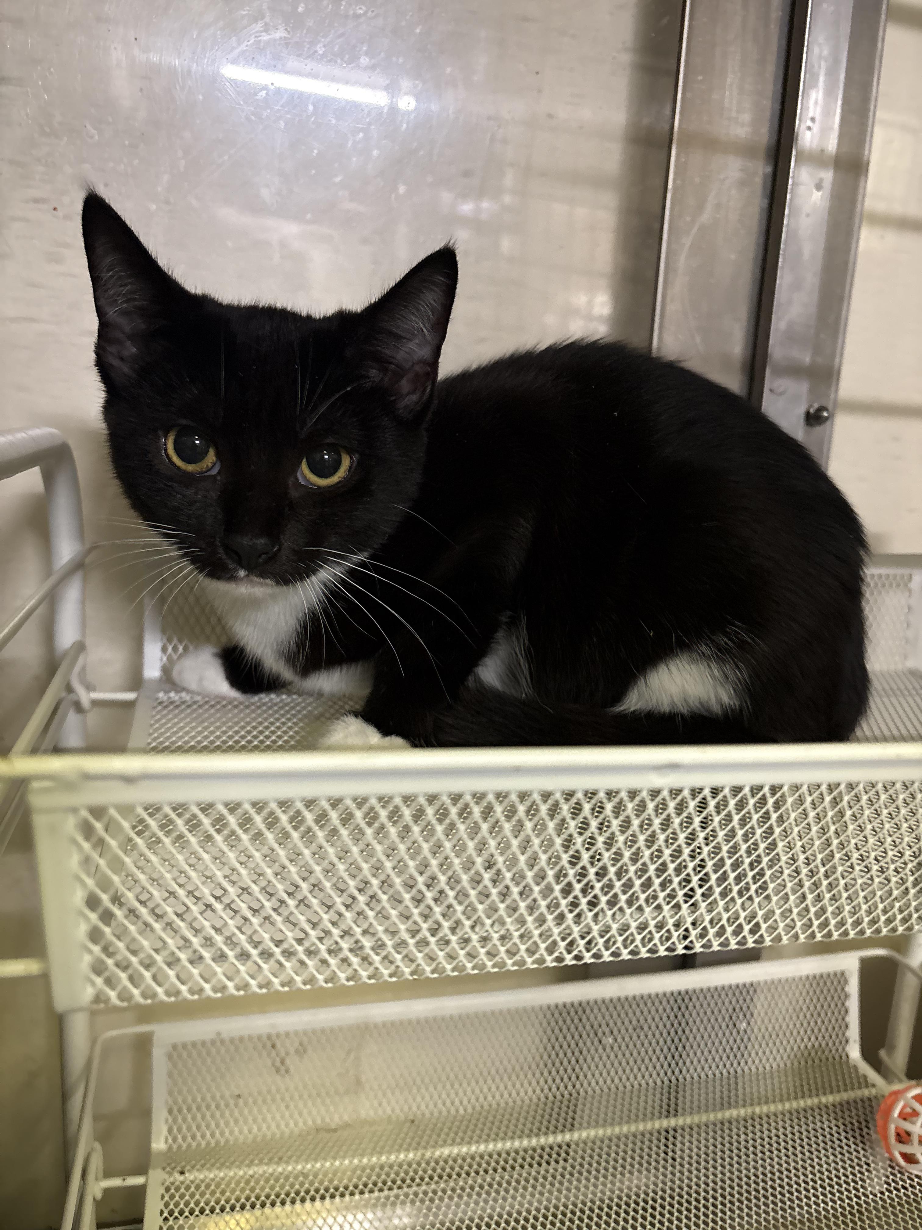 Raquel Welch, Adoptable, Kitten Female Tuxedo.