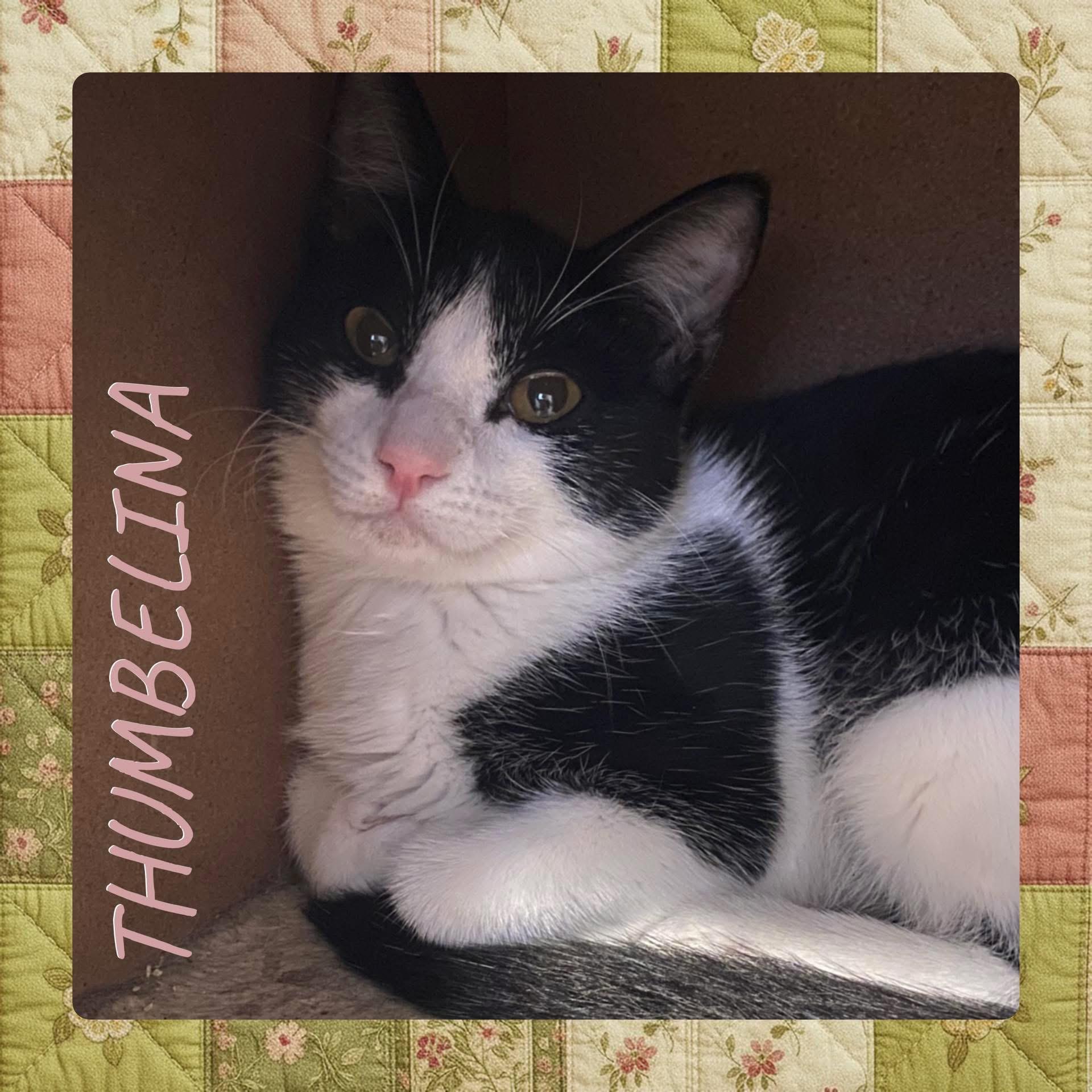 THUMBELINA, ADOPTABLE, Kitten Female Tabby.