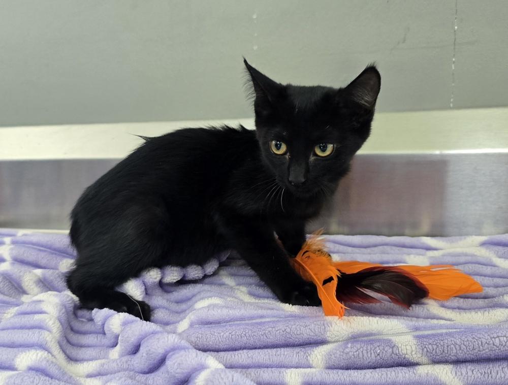 Indie, Adoptable, Kitten Female Domestic Short Hair.