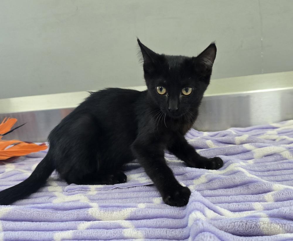 Enlarge Indie, a Adoptable Domestic Short Hair in Dickson, TN image 2/2
