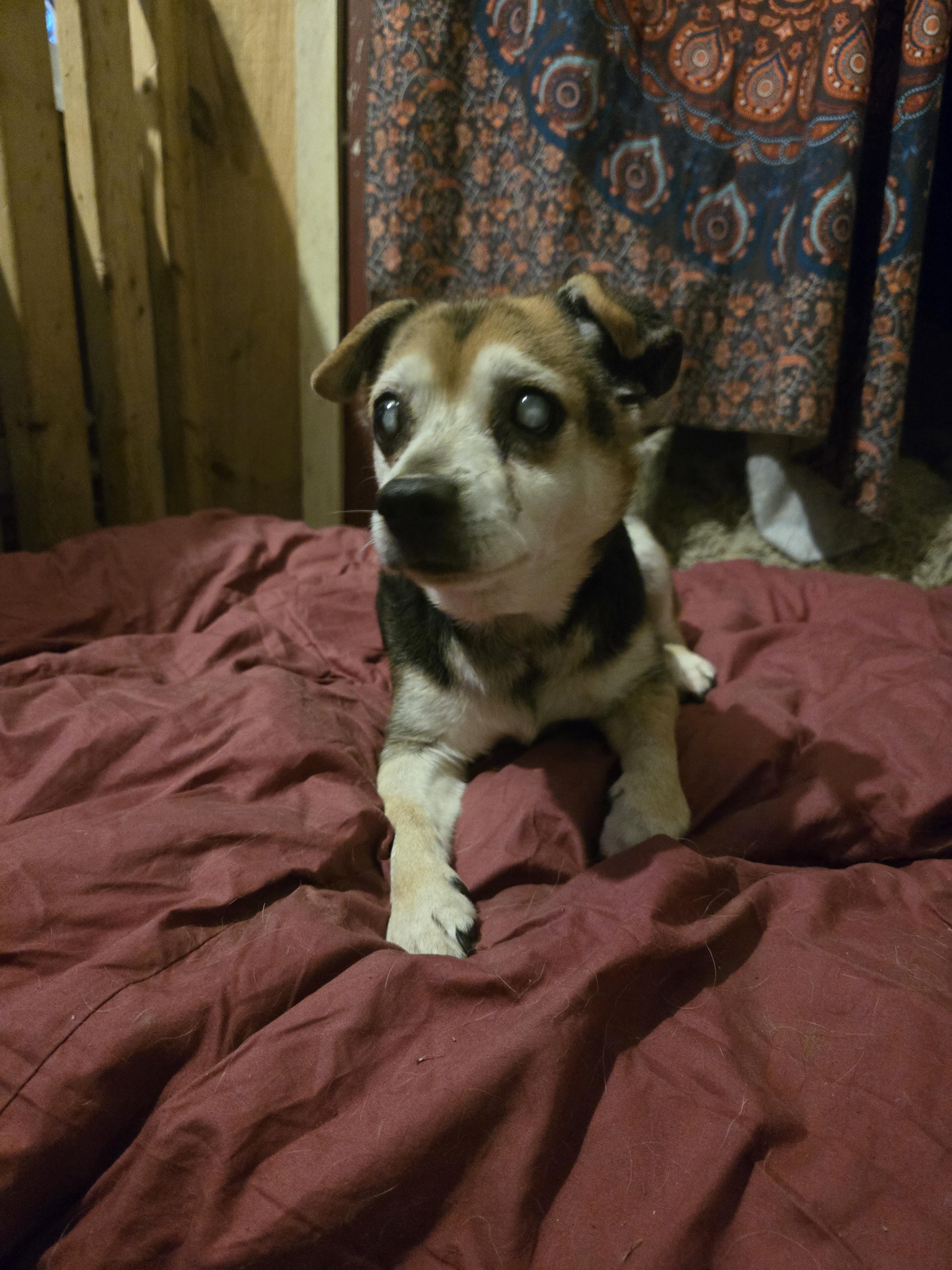 Enlarge Pappy, a Adoptable mixed breed in Friendship, NY image 1/1