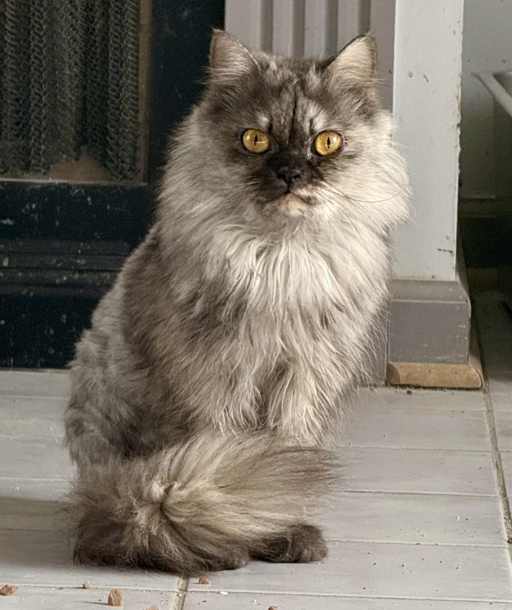 Sweet Bella -Persian from Egypt, ADOPTABLE, Young Female Persian.