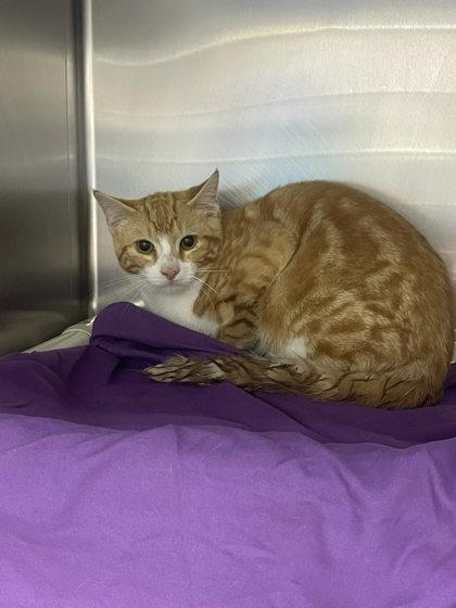 Schmidley, Adoptable, Young Male Domestic Short Hair & Domestic Short Hair.