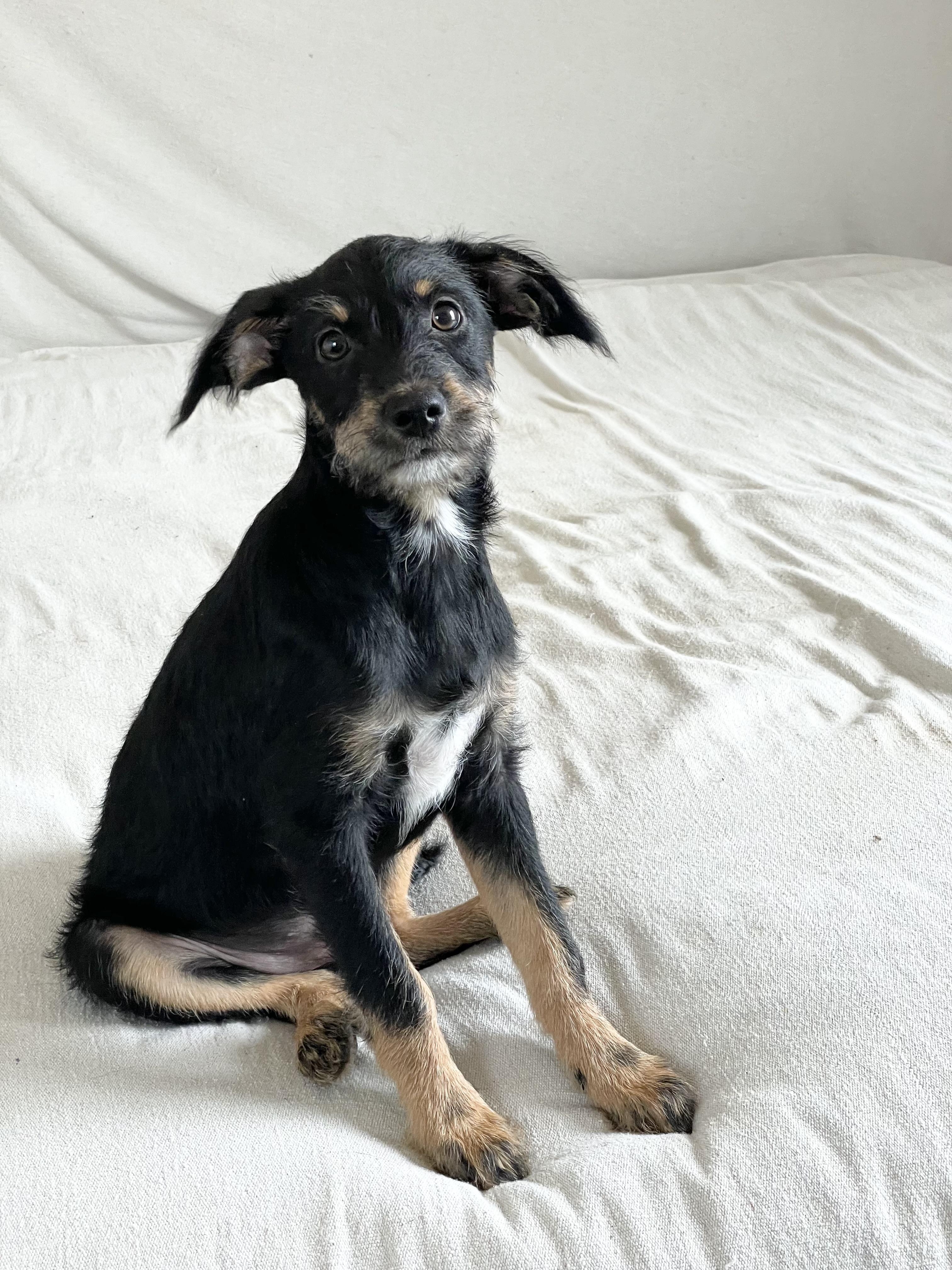 Enlarge Perfect poteet, a ADOPTABLE mixed breed in West Hartford , CT image 3/3