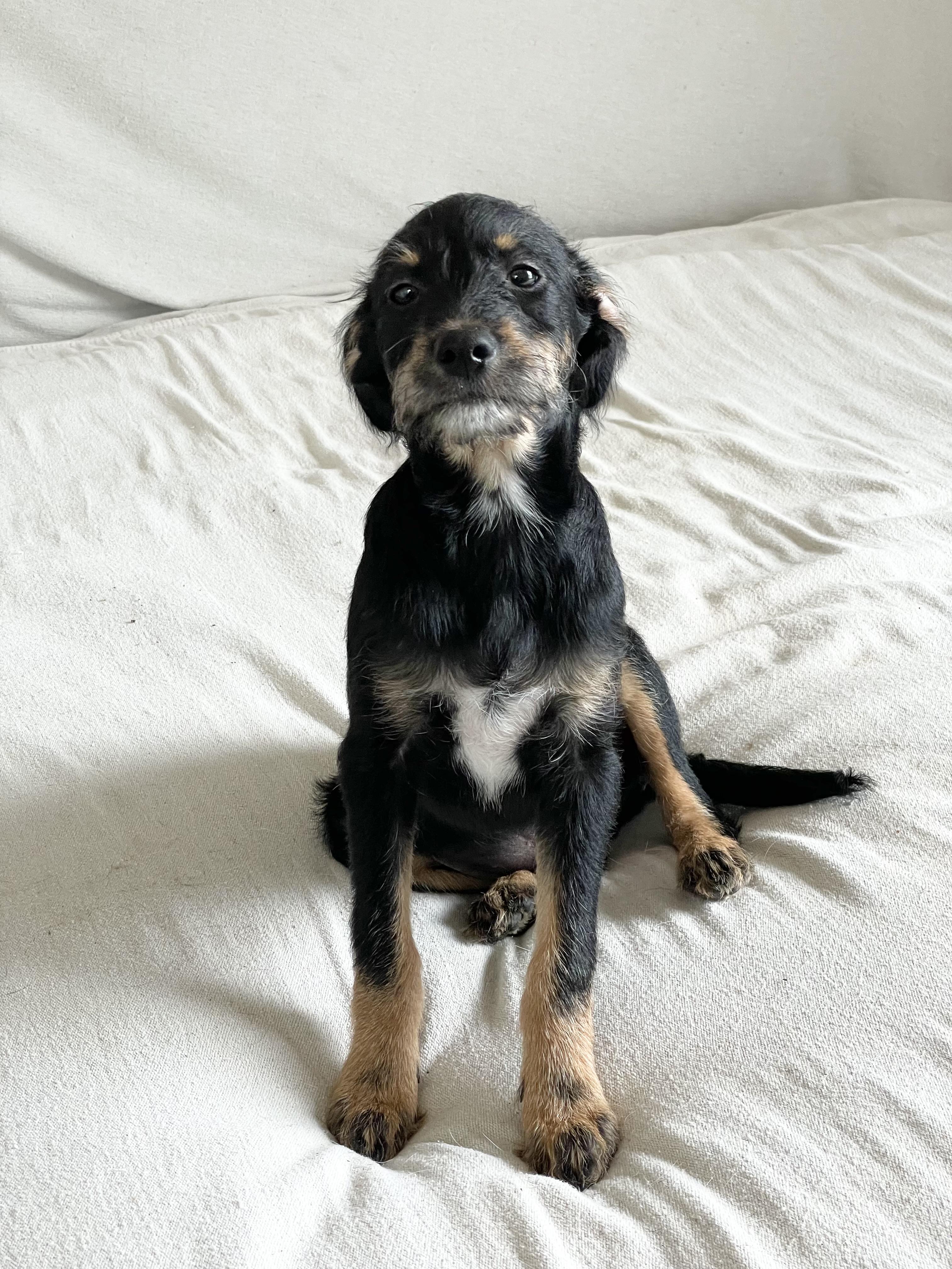 Enlarge Perfect poteet, a ADOPTABLE mixed breed in West Hartford , CT image 2/3