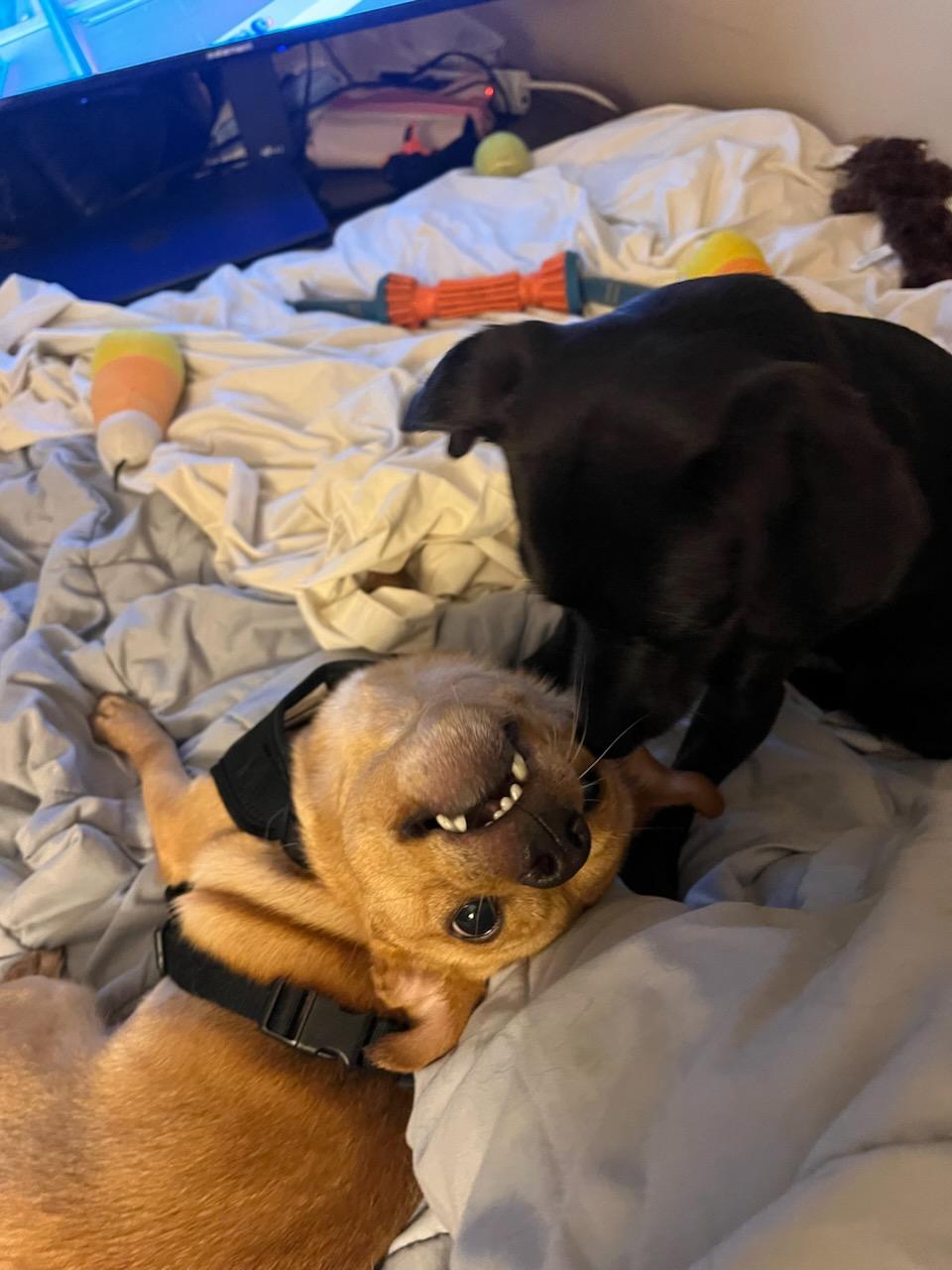 Enlarge Scrappy, a Adoptable Chiweenie in Greenville, SC image 3/4