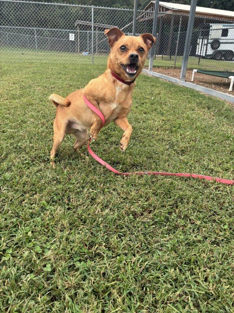 Scrappy, Adoptable, Young Male Chiweenie.