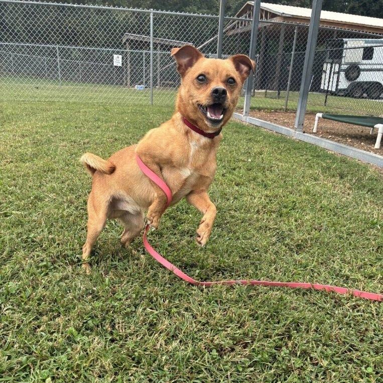 Kyle, a Adoptable Chiweenie in Greenville, SC image 3/5