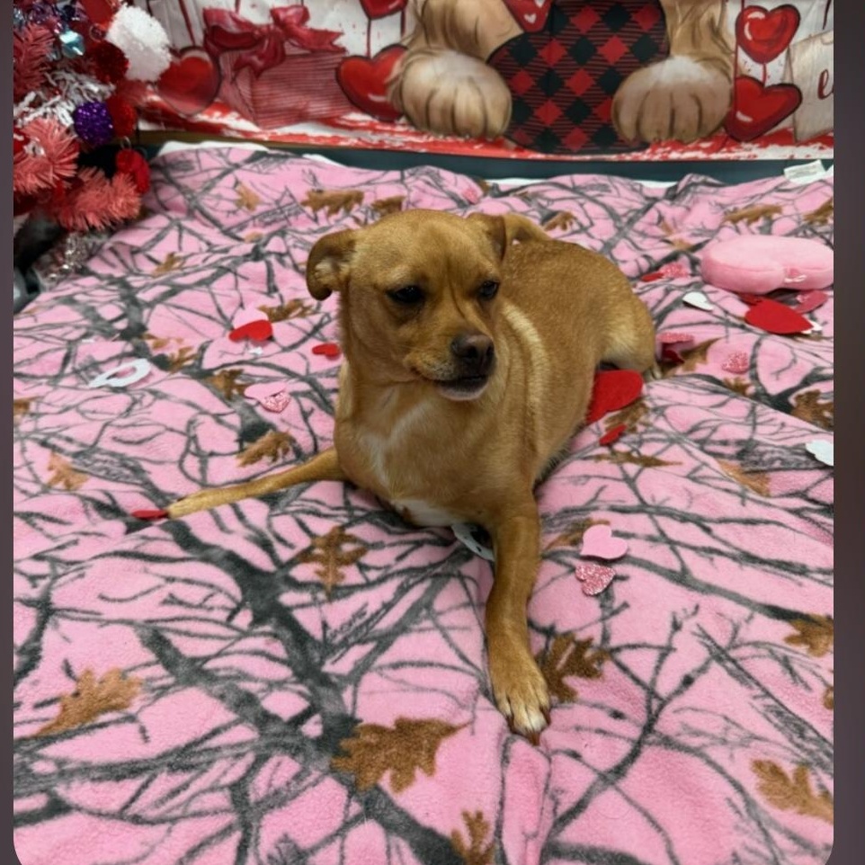 Kyle, Adoptable, Young Male Chiweenie.