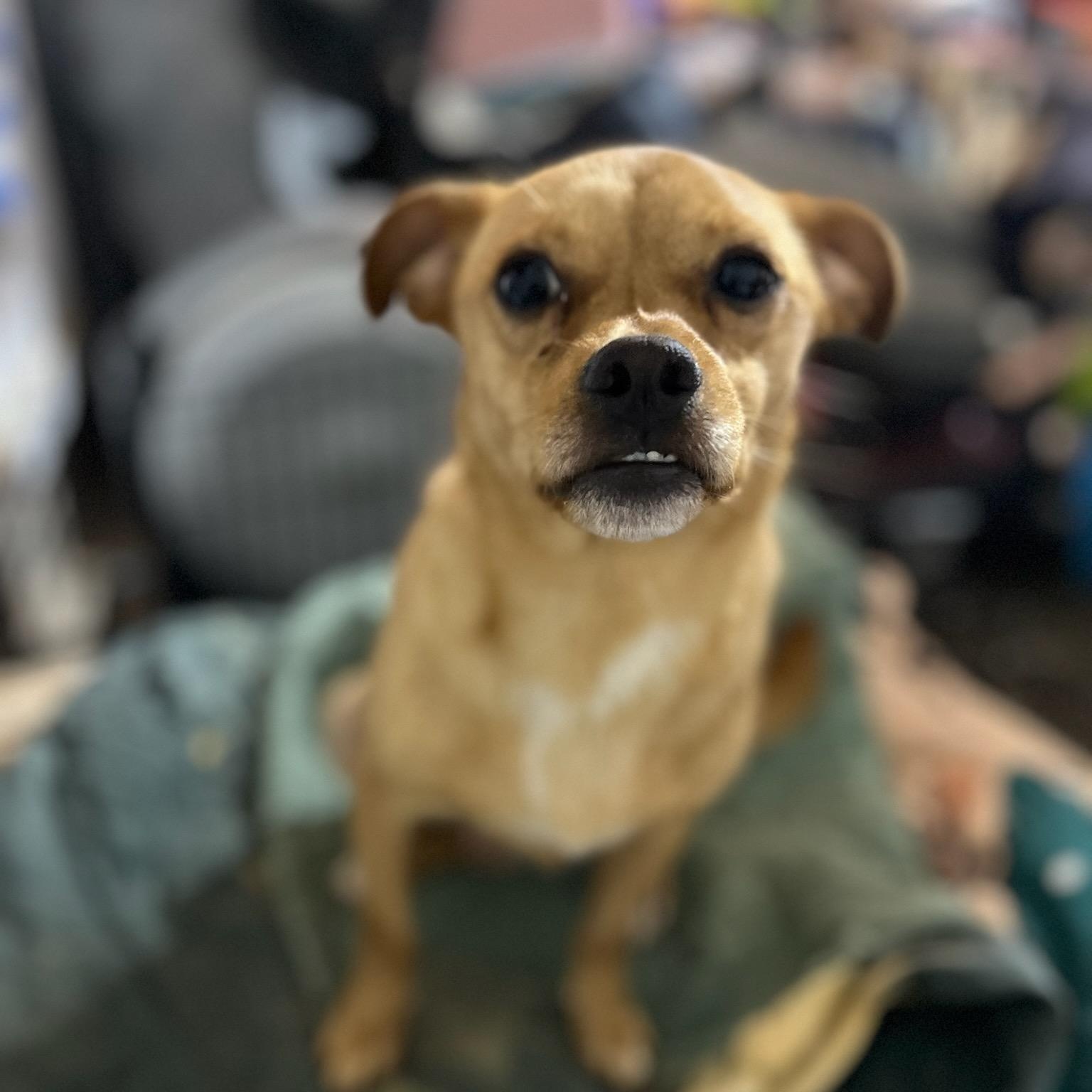 Kyle, a Adoptable Chiweenie in Greenville, SC image 2/5