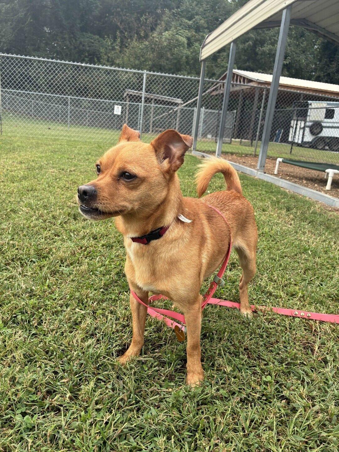 Enlarge Scrappy, a Adoptable Chiweenie in Greenville, SC image 4/4