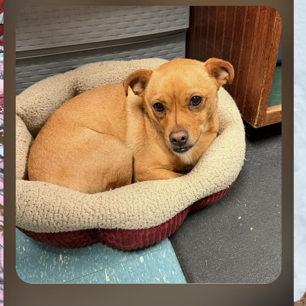 Kyle, a Adoptable Chiweenie in Greenville, SC image 5/5