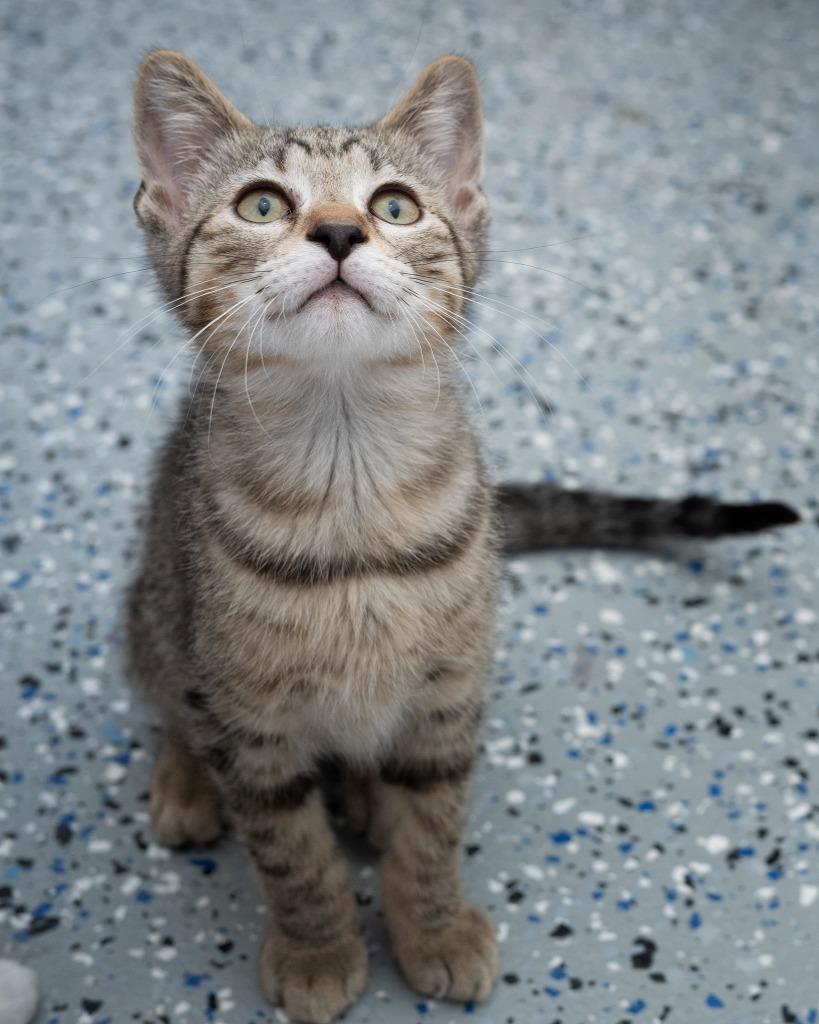Isaac, Adoptable, Kitten Male Domestic Short Hair.
