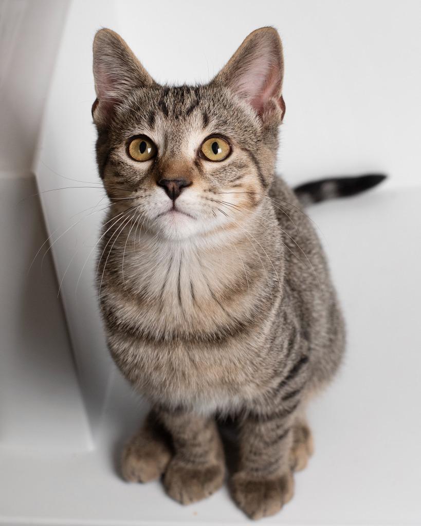 Enlarge Isaac, a Adoptable mixed breed in Boone, IA image 2/3