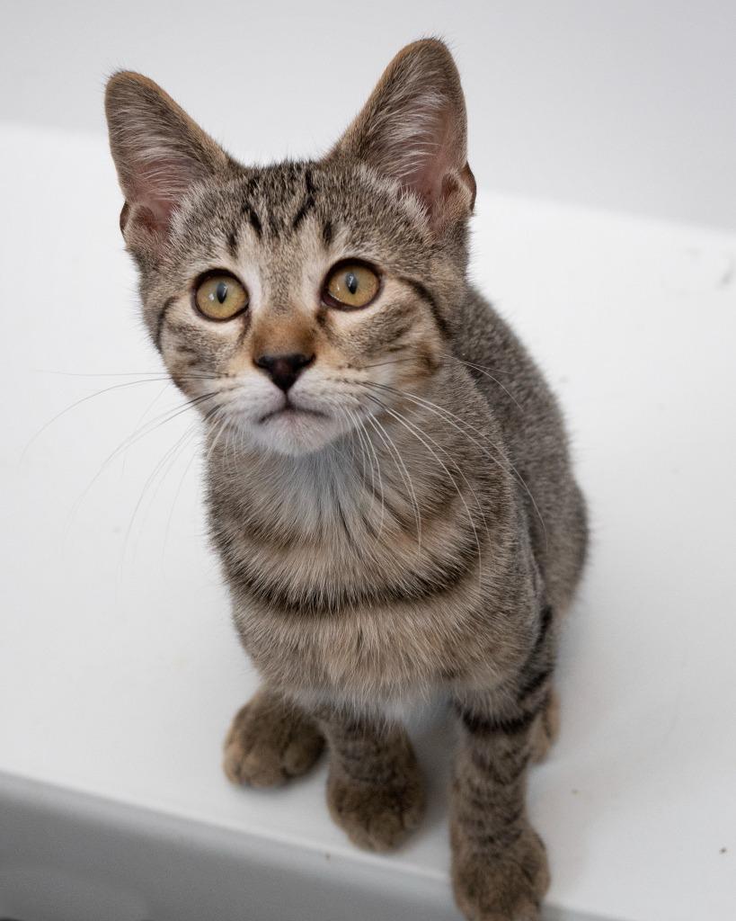 Enlarge Isaac, a Adoptable mixed breed in Boone, IA image 3/3