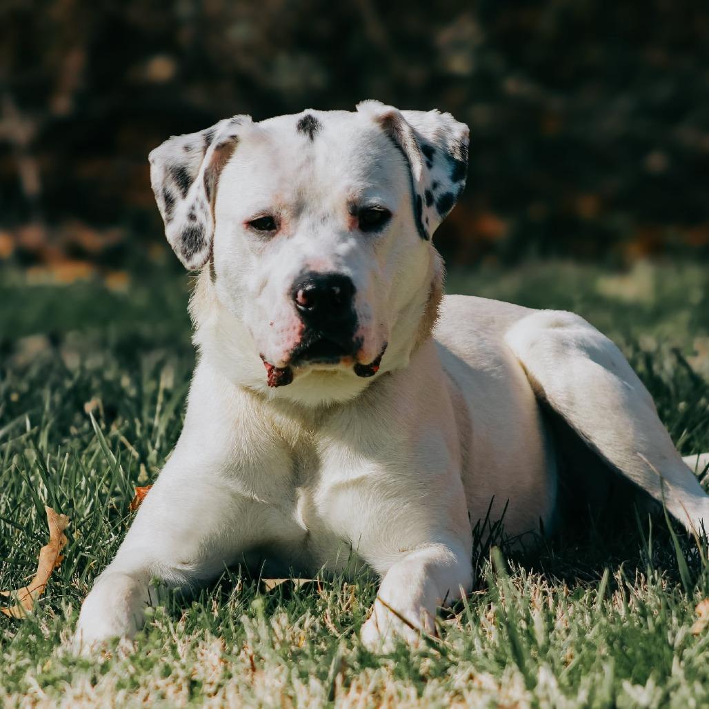 Bruno, Adoptable, Young Male Pit Bull Terrier & Great Pyrenees.