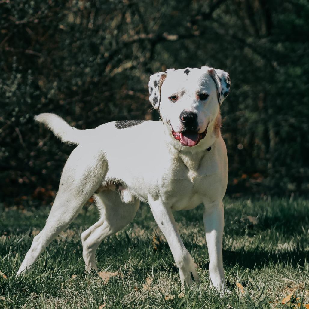 Enlarge Bruno, a Adoptable mixed breed in Madisonville, KY image 2/4