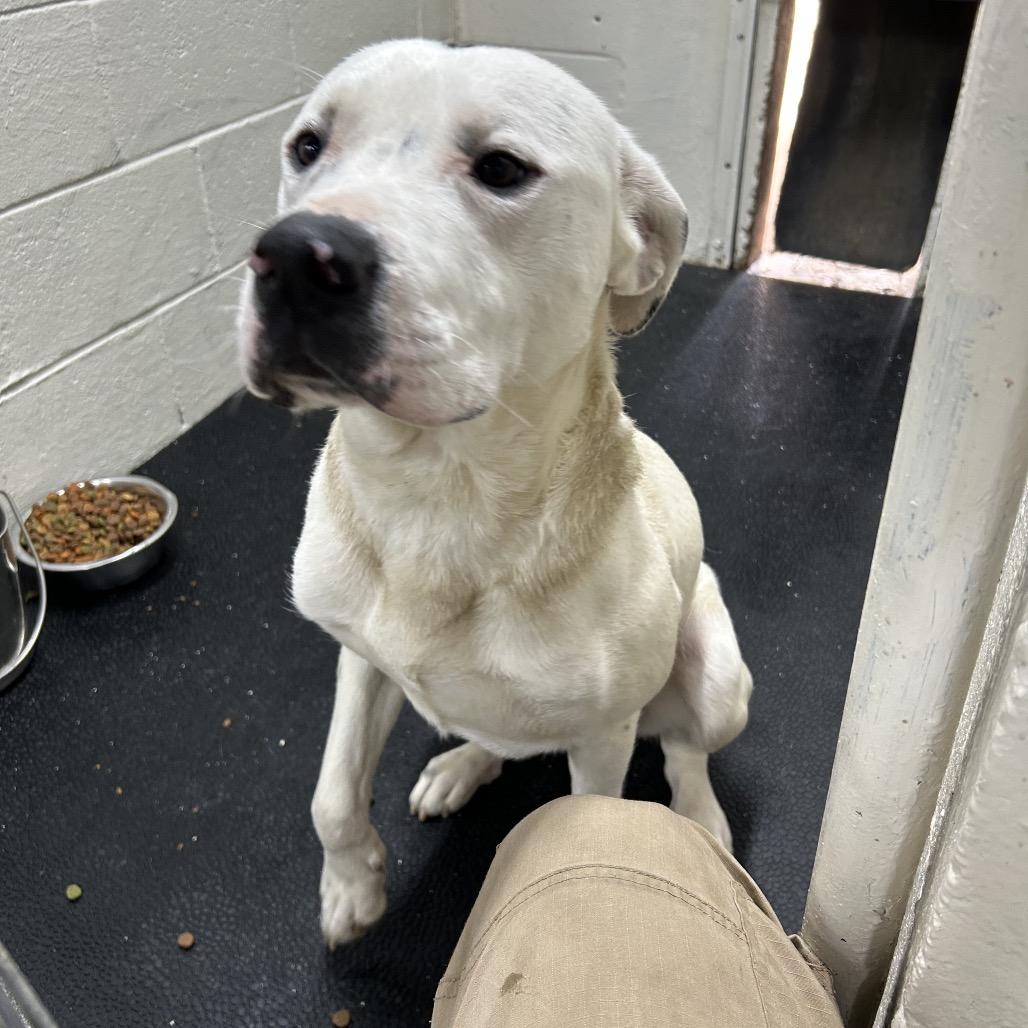 Enlarge Bruno, a Adoptable mixed breed in Madisonville, KY image 3/4