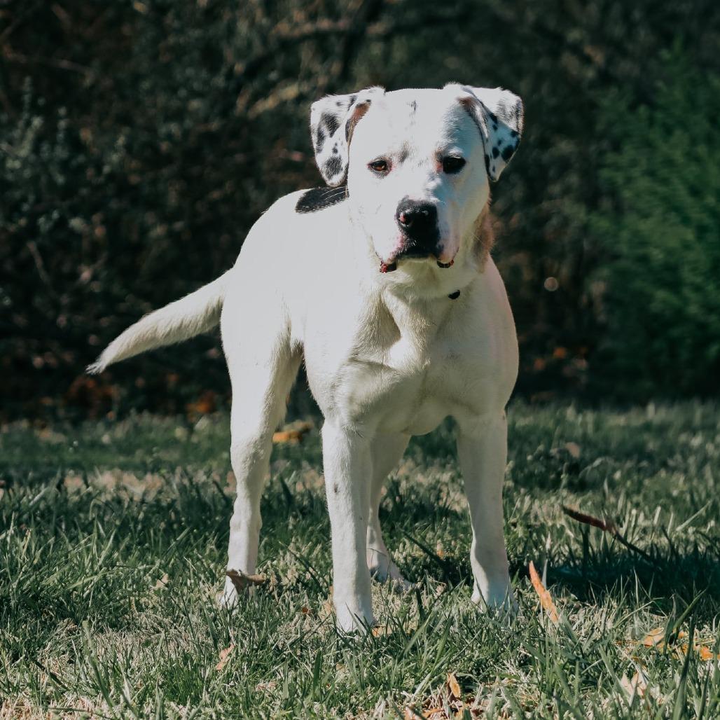 Enlarge Bruno, a Adoptable mixed breed in Madisonville, KY image 4/4