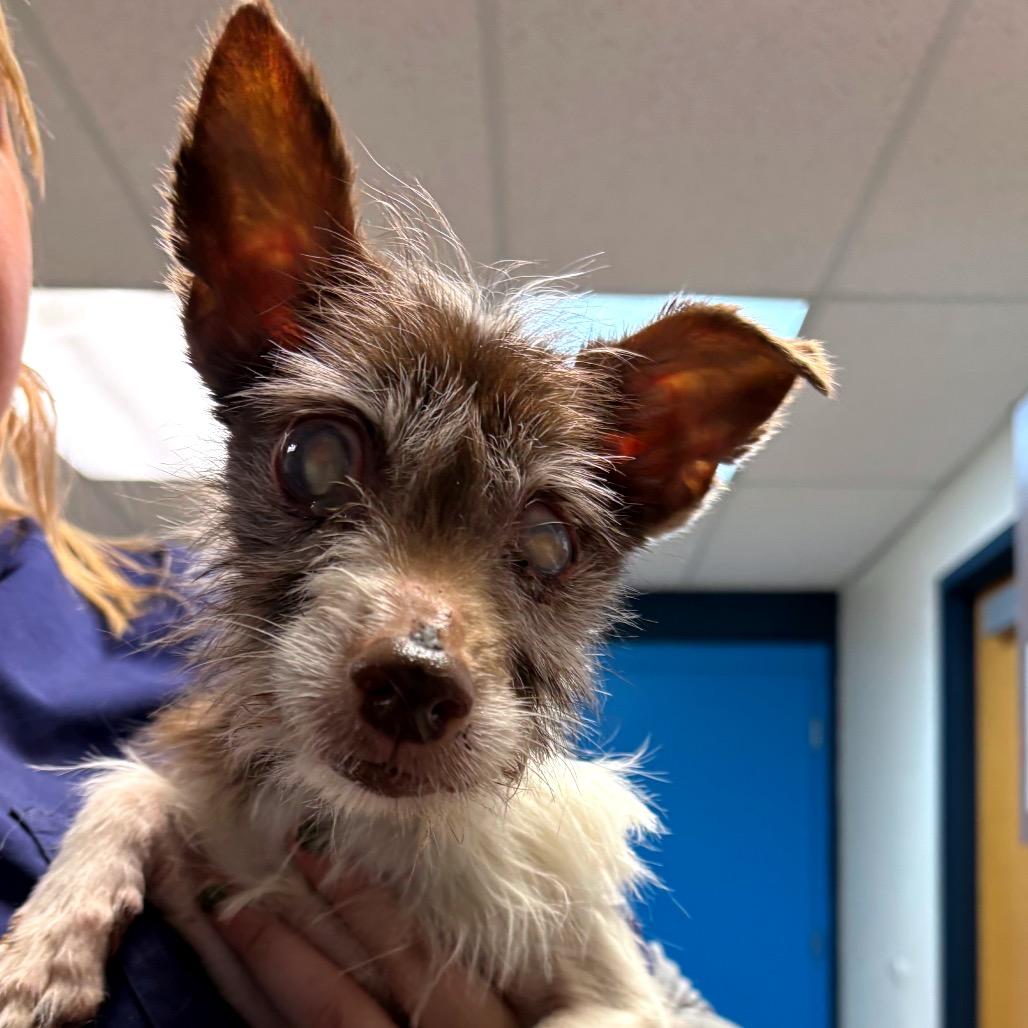 Enlarge Chloe, a Adoptable Toy Fox Terrier in Vineland, NJ image 1/3