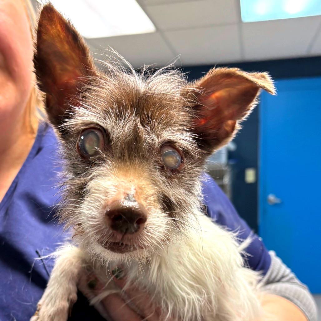 Enlarge Chloe, a Adoptable Toy Fox Terrier in Vineland, NJ image 2/3